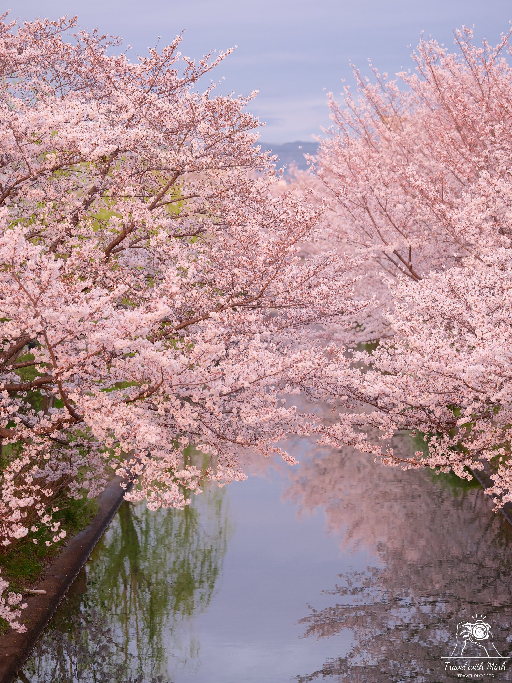 2000x2667 Places to see cherry blossoms in Kyoto with Minh