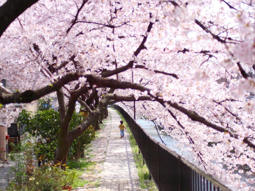 1024x768 Photo That Will Make You Want to Visit Kyoto. Condé Nast Traveler