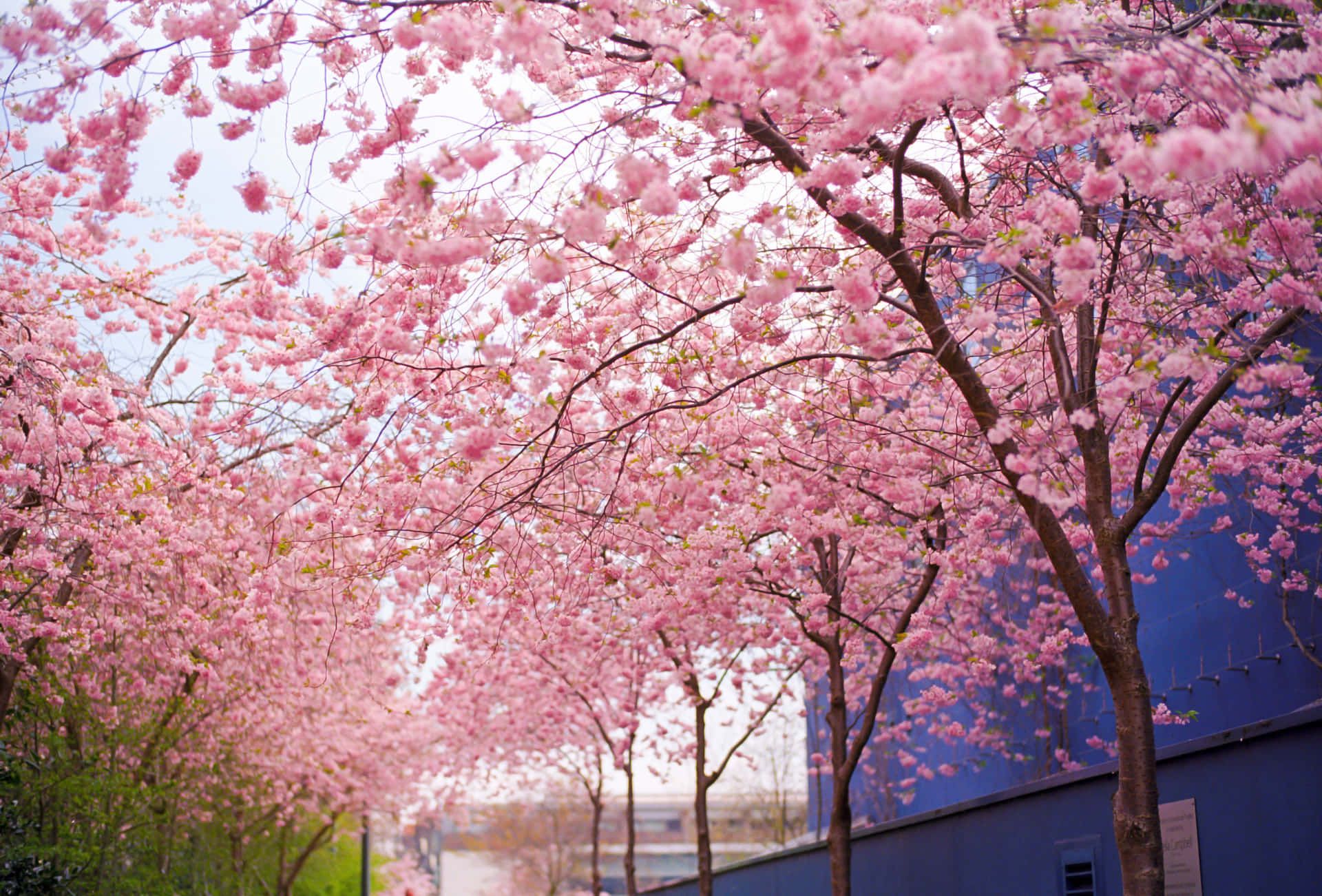 1920x1301 Download A beautiful spring day in Kyoto, Japan, with stunning pink Sakura Blossom trees. Wallpaper