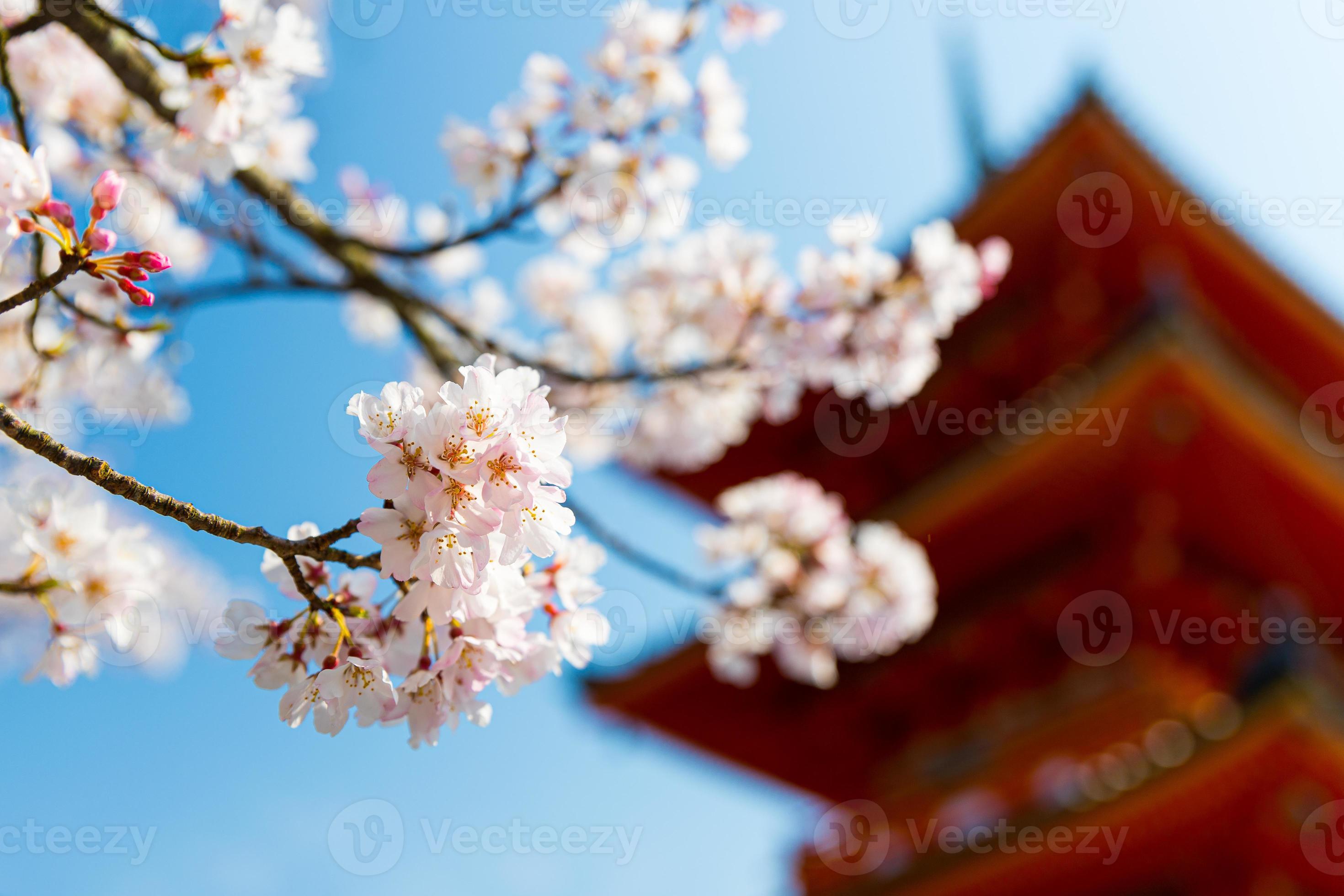 2940x1960 Colorful Pink Cherry Blossom Sakura background with a traditional Japanese pagoda under a clear blue sky in Kiyomizu Dera Temple during spring season in Kyoto, Japan