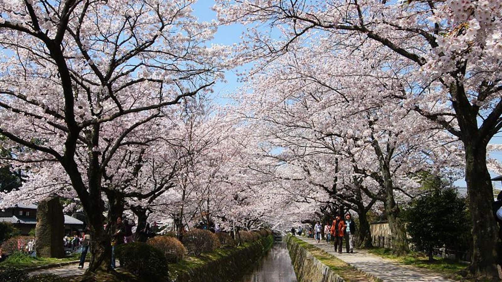 1600x900 What to do in Kyoto during summer, winter, spring, autumn