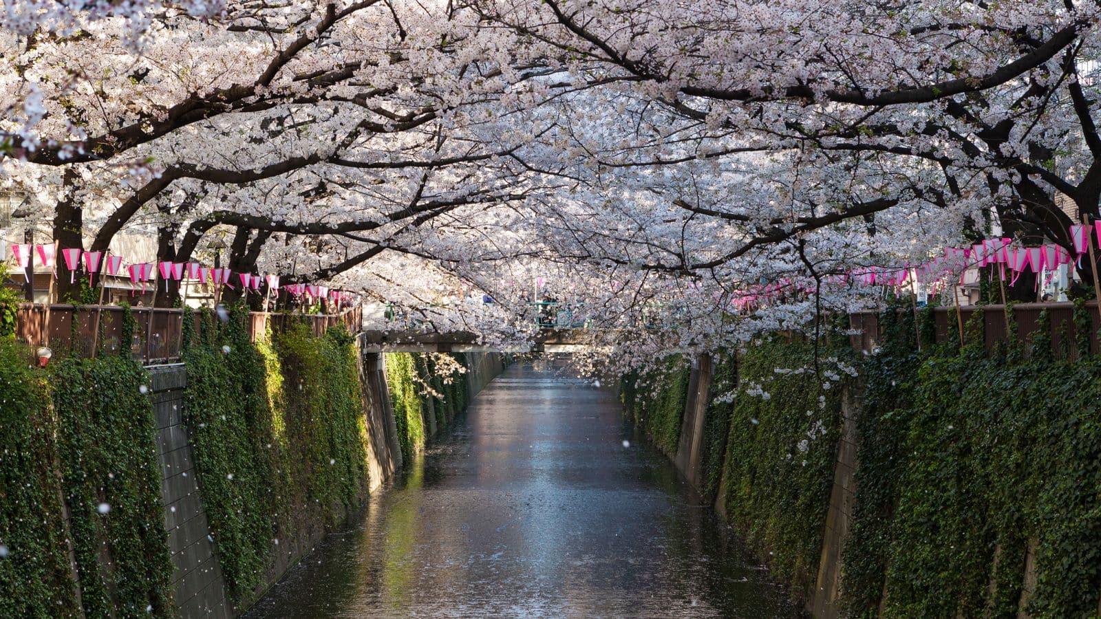 1600x900 Things nature lovers should do when in Kyoto
