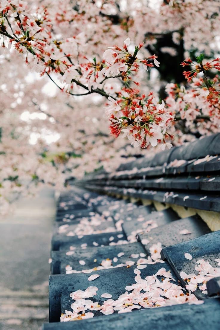 736x1104 Kyoto moments