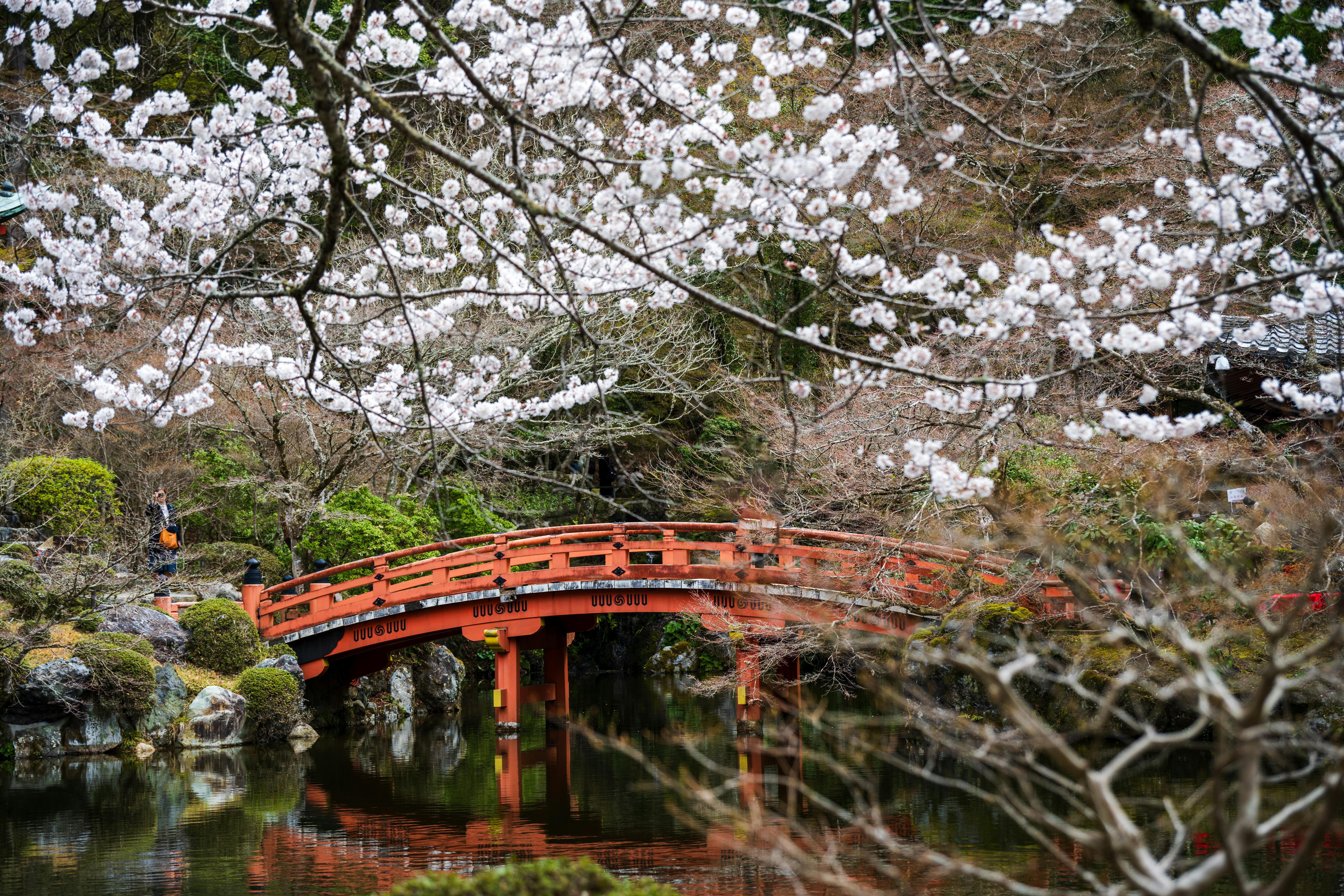 8192x5461 Serene Japanese Garden with Cherry Blossoms · Free