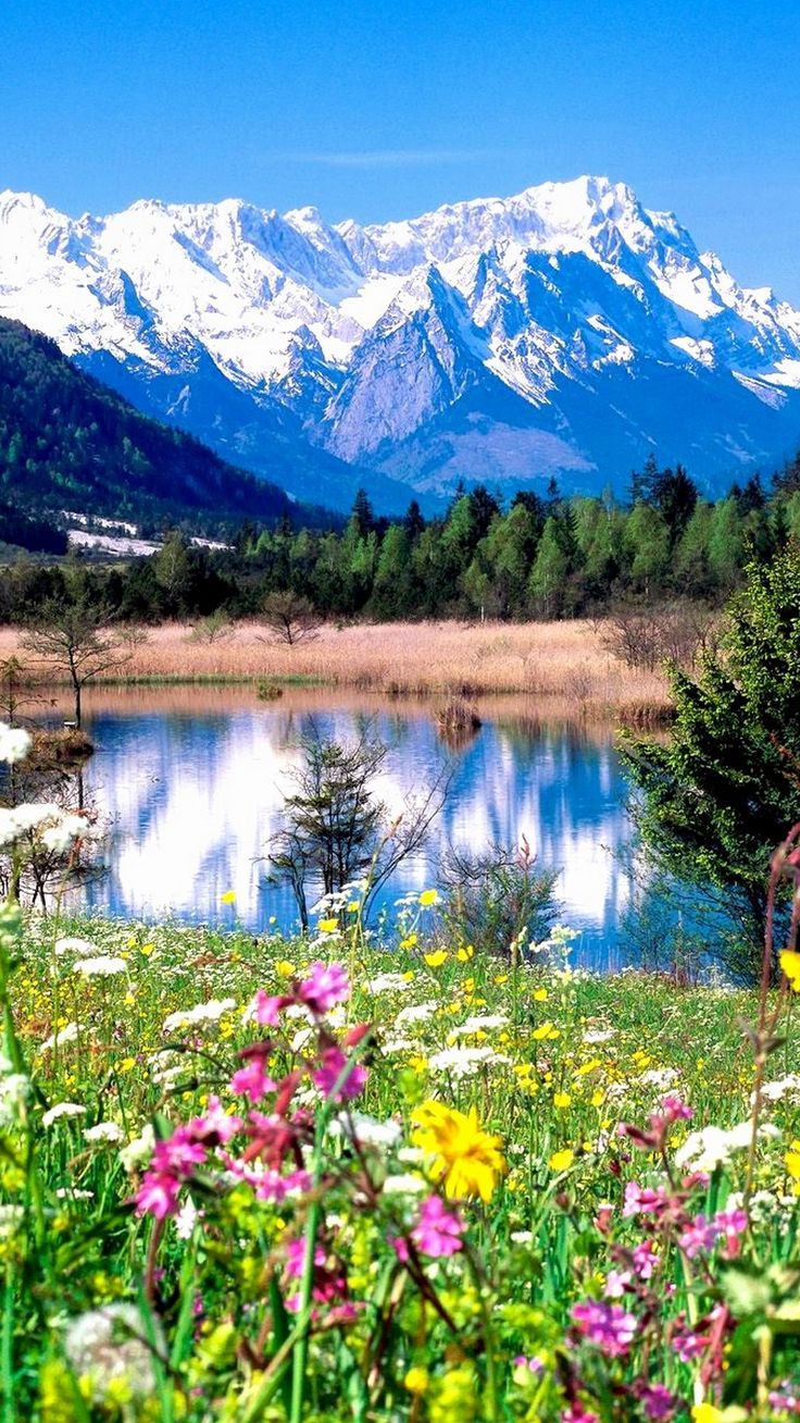 736x1308 Refresh Your Phone with Vibrant Spring Wallpaper HD