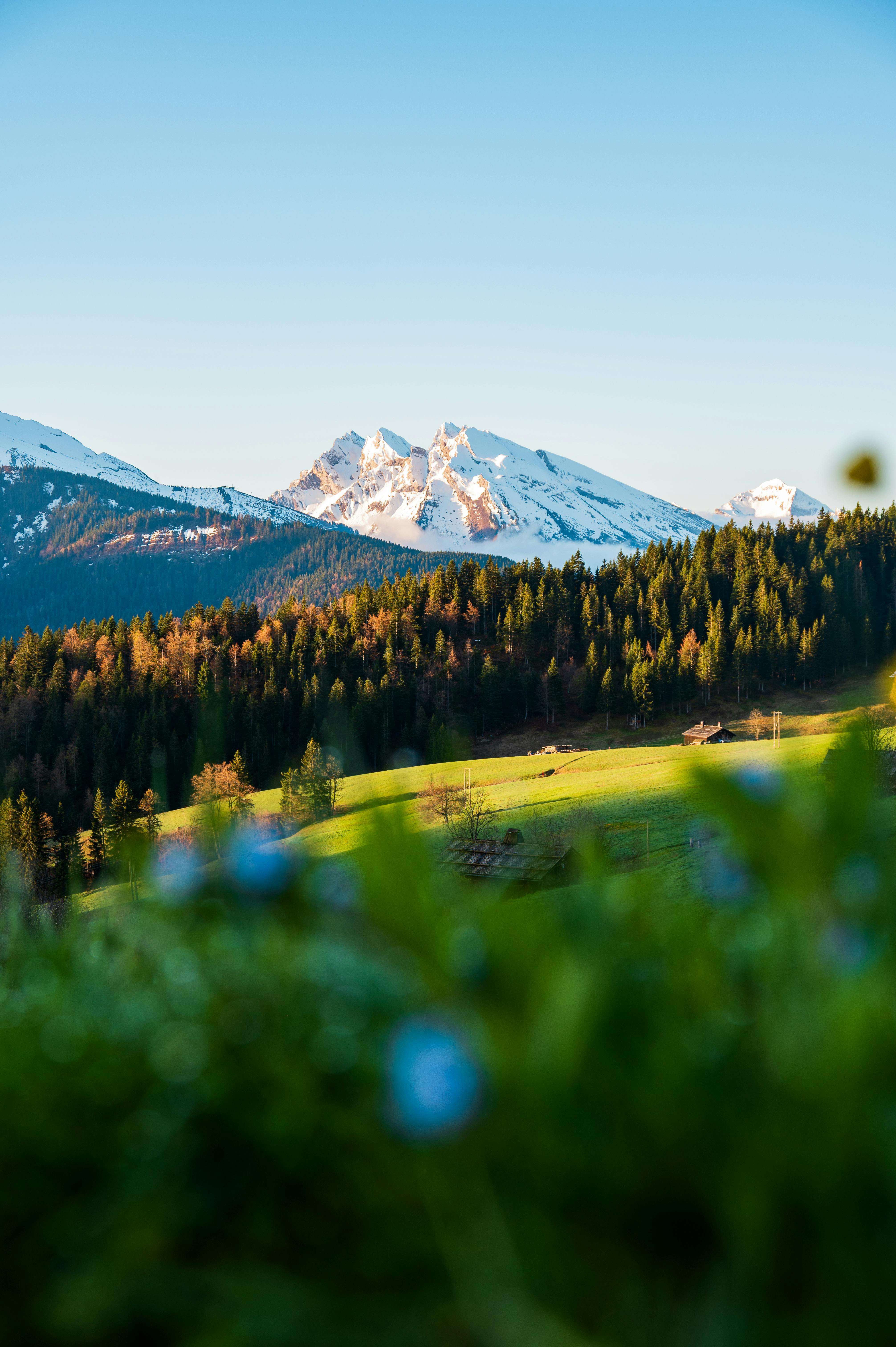 4024x6048 Scenic Spring Mountain Landscape with Blue Flowers · Free