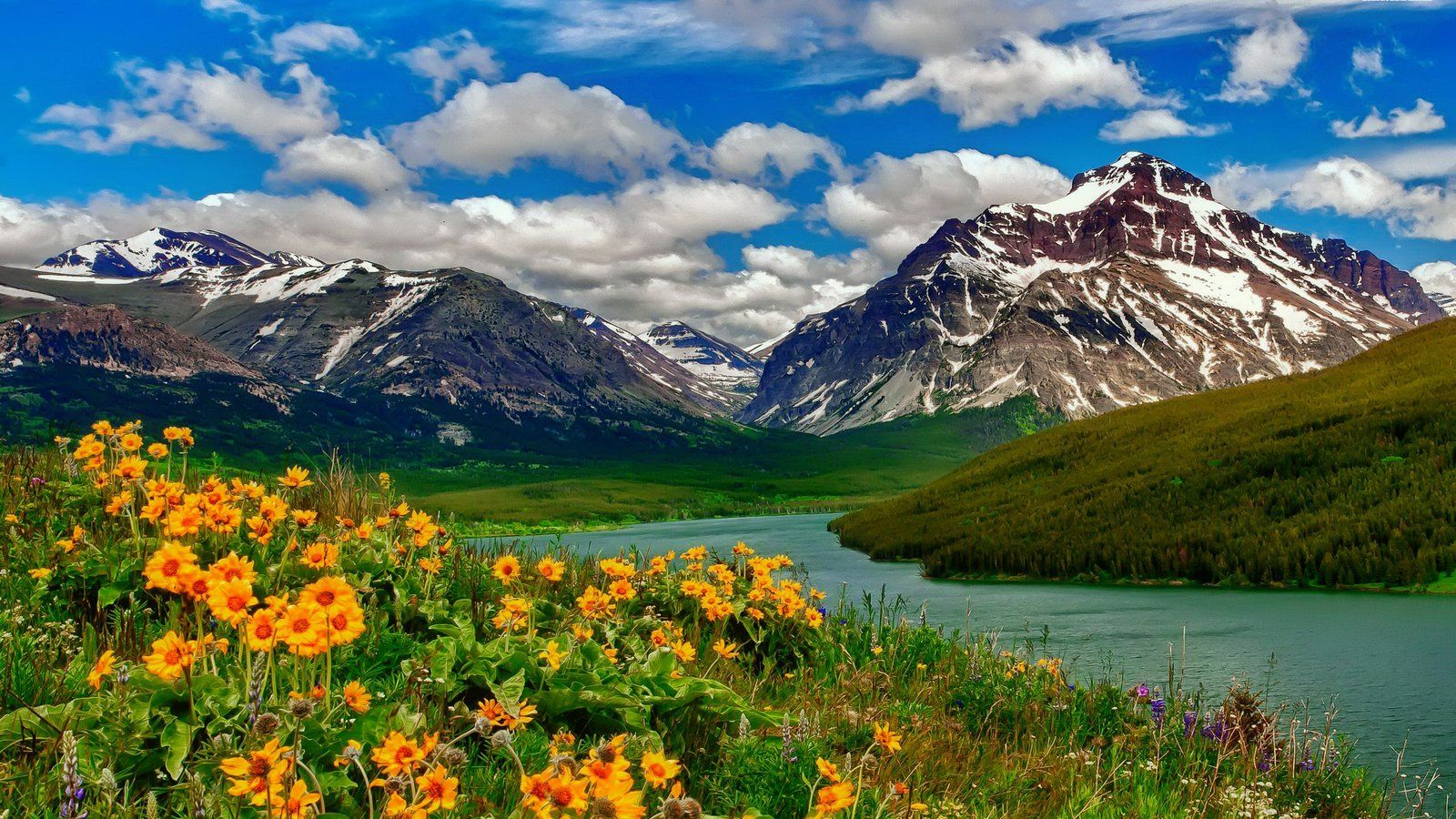 1600x900 Spring Landscape Wild Flowers Yellow Color Lake Mountains With Remains Of Snow HD Desktop Wallpaper 2880x1620 :