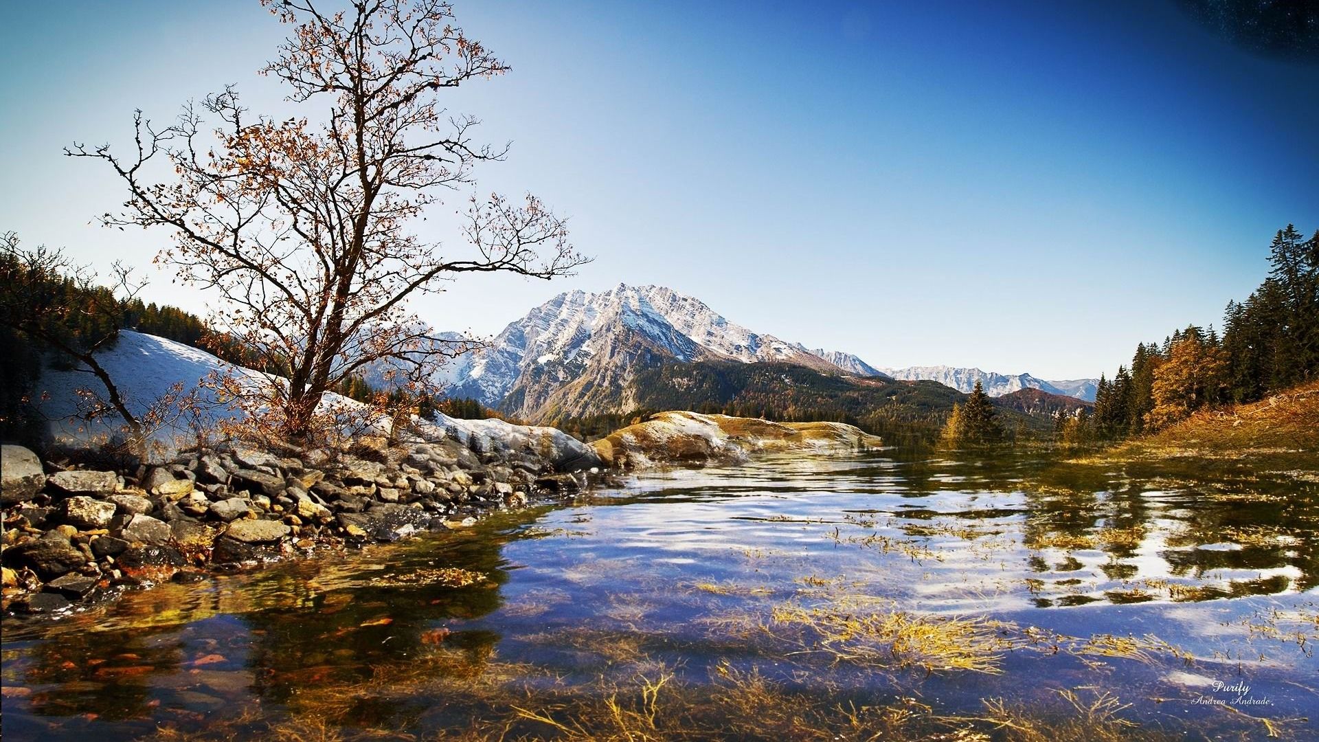 1920x1080 Tree Stones Lake Spring Water Natural Scenery HD Wallpaper