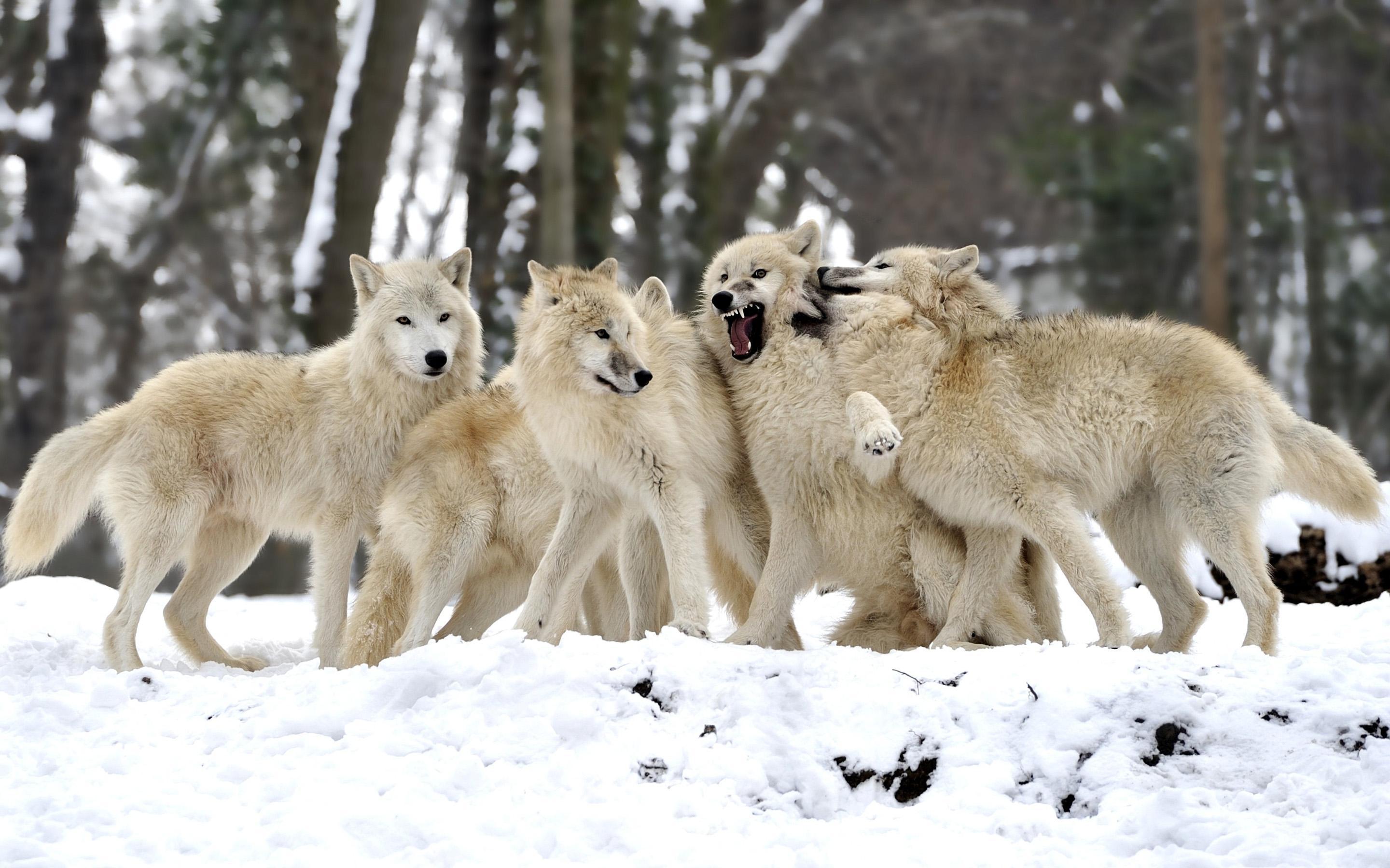 Pack Of Wolves Wallpapers Top Free Pack Of Wolves Backgrounds Wallpaperaccess 