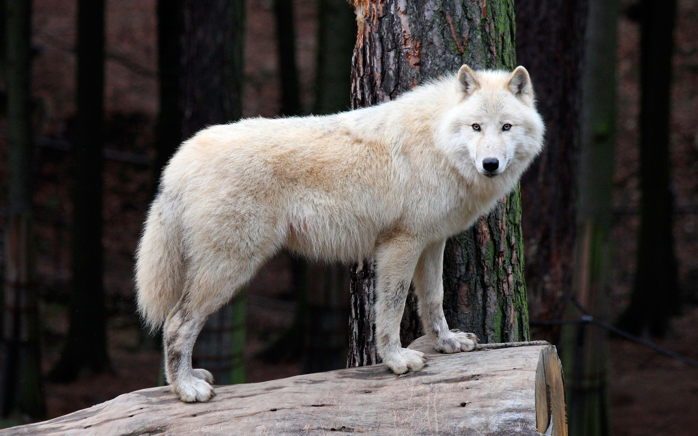 2880x1800 Wallpaper White wolf, stump, wildlife 2880x1800 HD Picture, Image