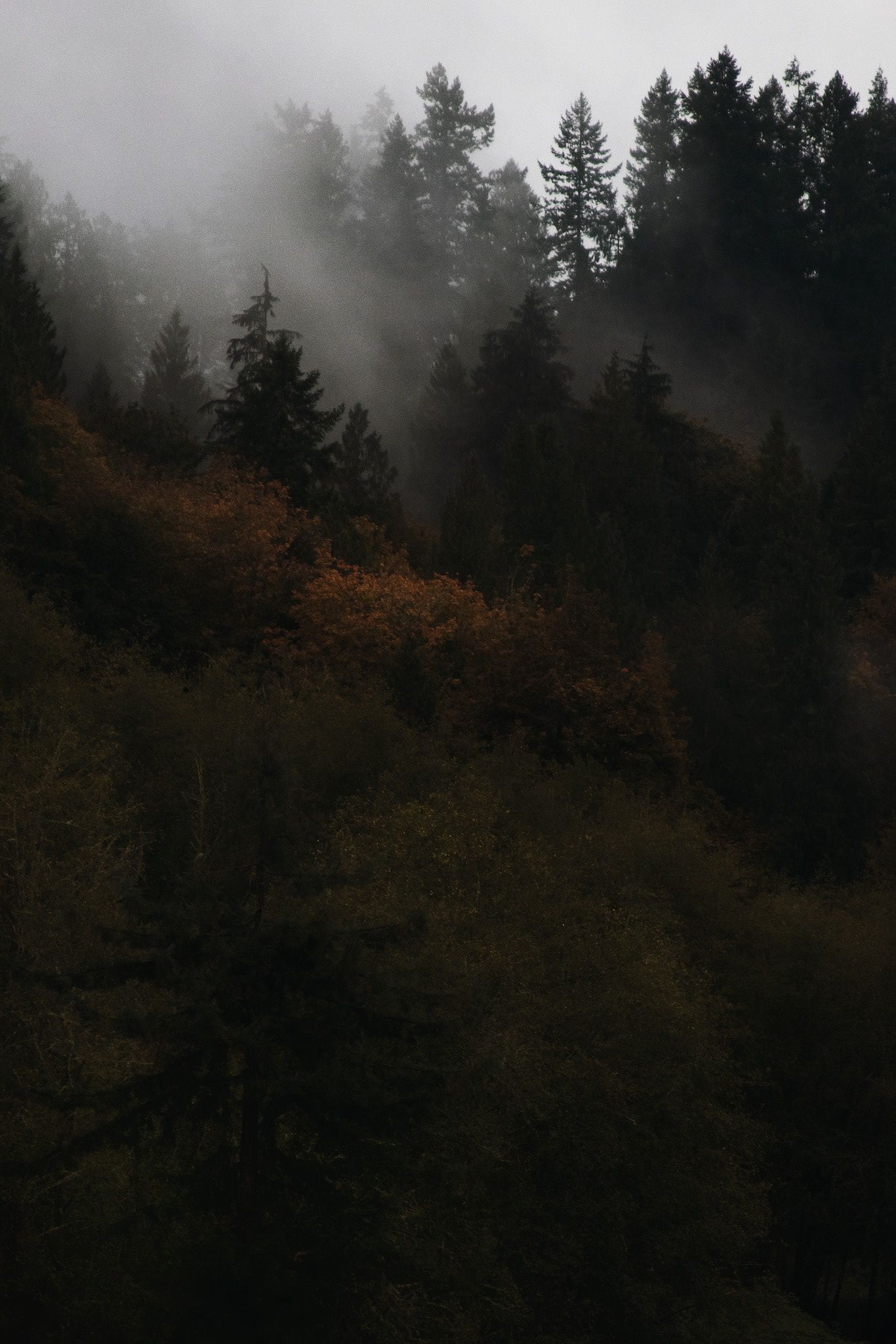 1366x2048 Dark Autumn (3). Image - Behance