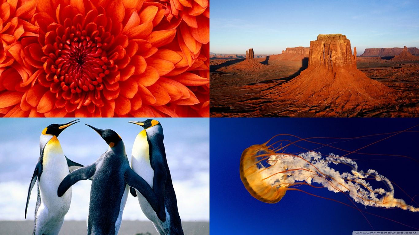1366x768 Windows 7 Nature All In One 4K UHD Wallpaper for UltraHD Desktop and TV : Widescreen and UltraWide Display : Dual Monitor : Smartphone and Tablet Devices