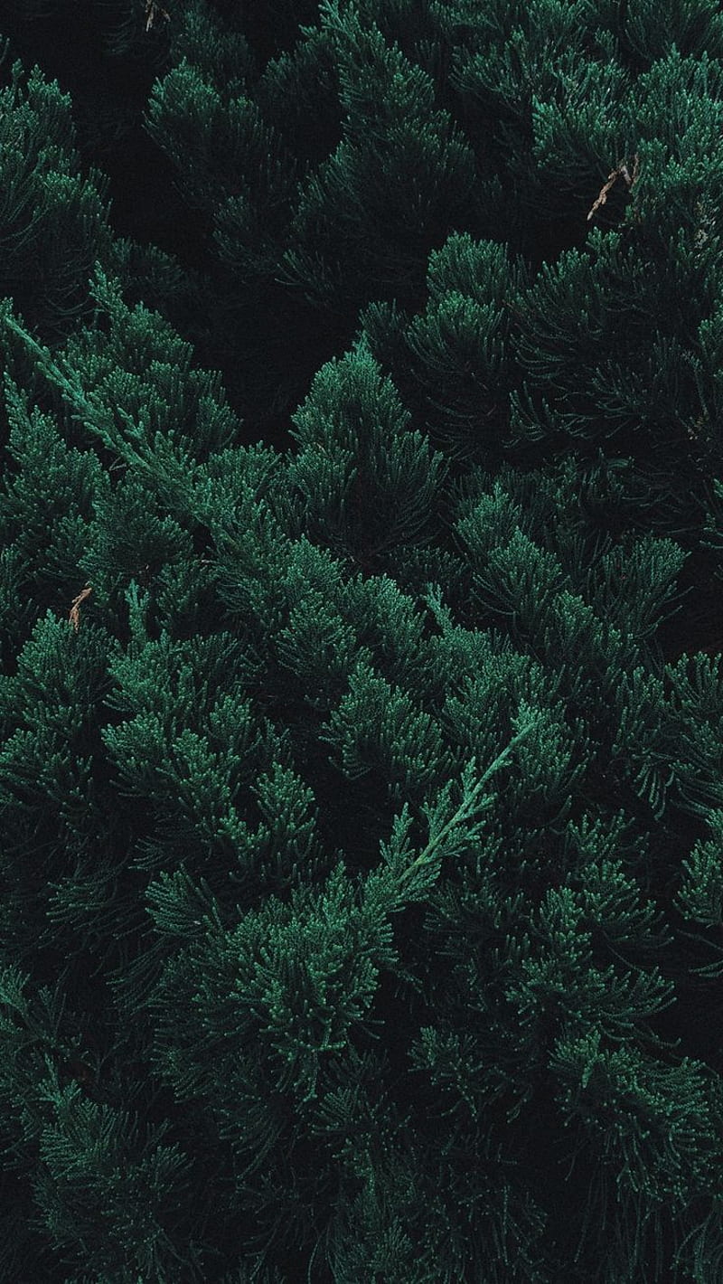 800x1420 Leaves, plant, green, branches. Forest iphone, Green, Dark green aesthetic, Dark Green Jungle, HD phone wallpaper