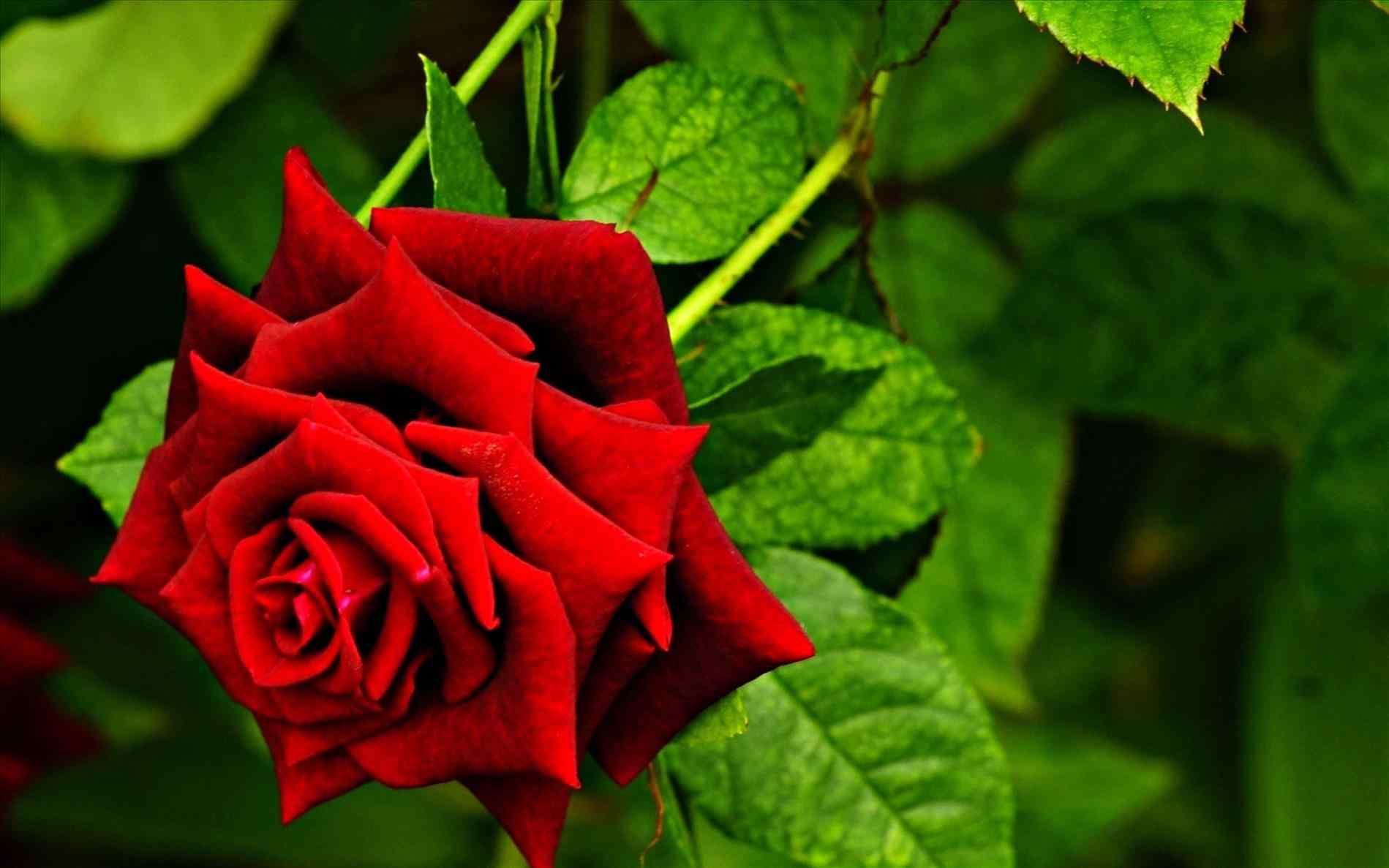 1899x1187 Flower s red big heart on the sky beautiful big beauty love nature