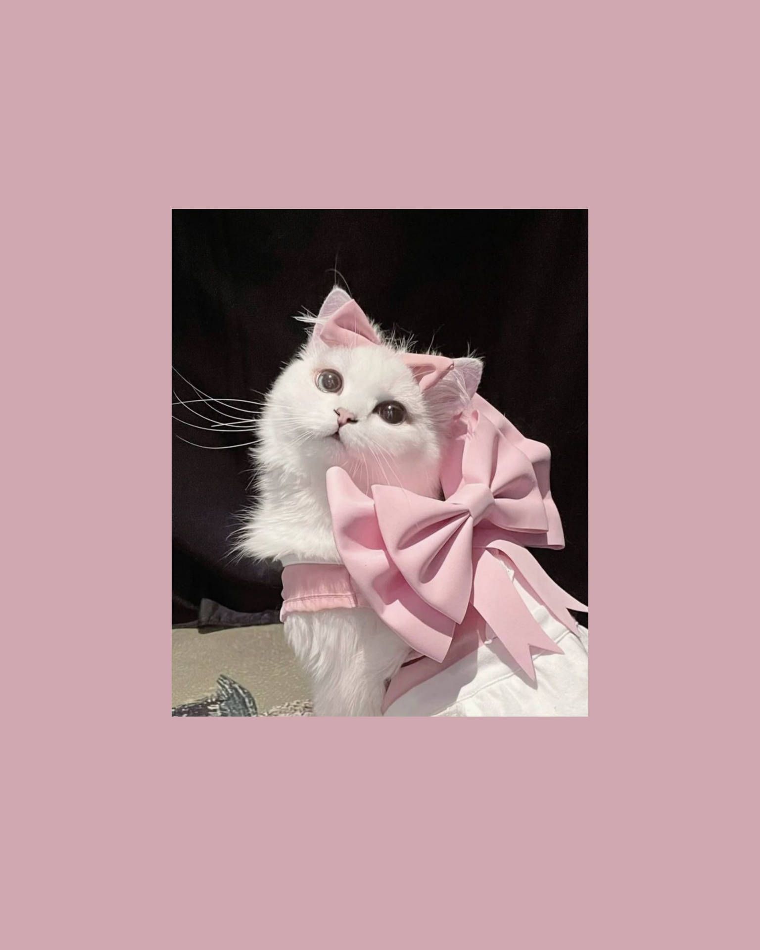 1536x1920 Cute Cat Aesthetic Wallpaper