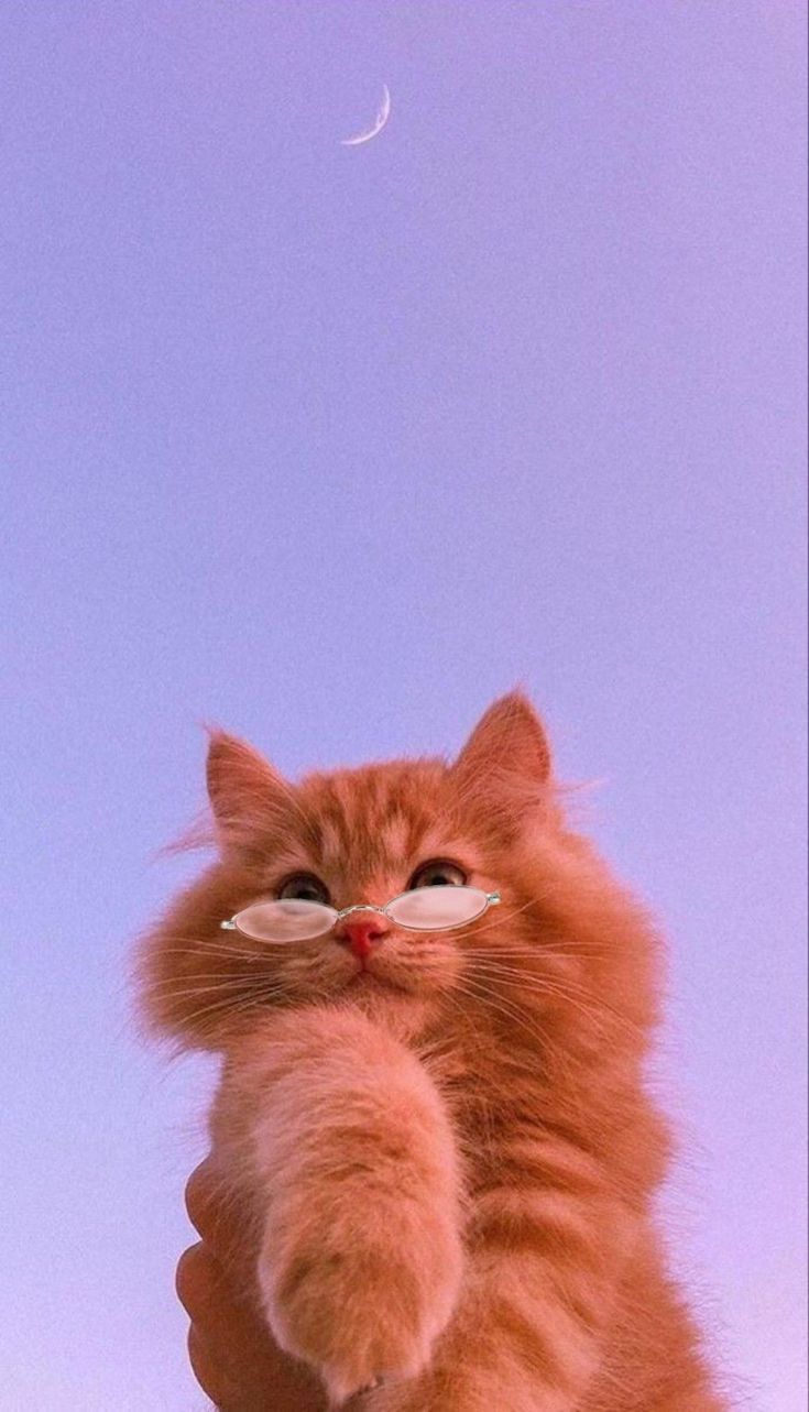 735x1283 Cats ideas. cats, cat wallpaper, cute cats