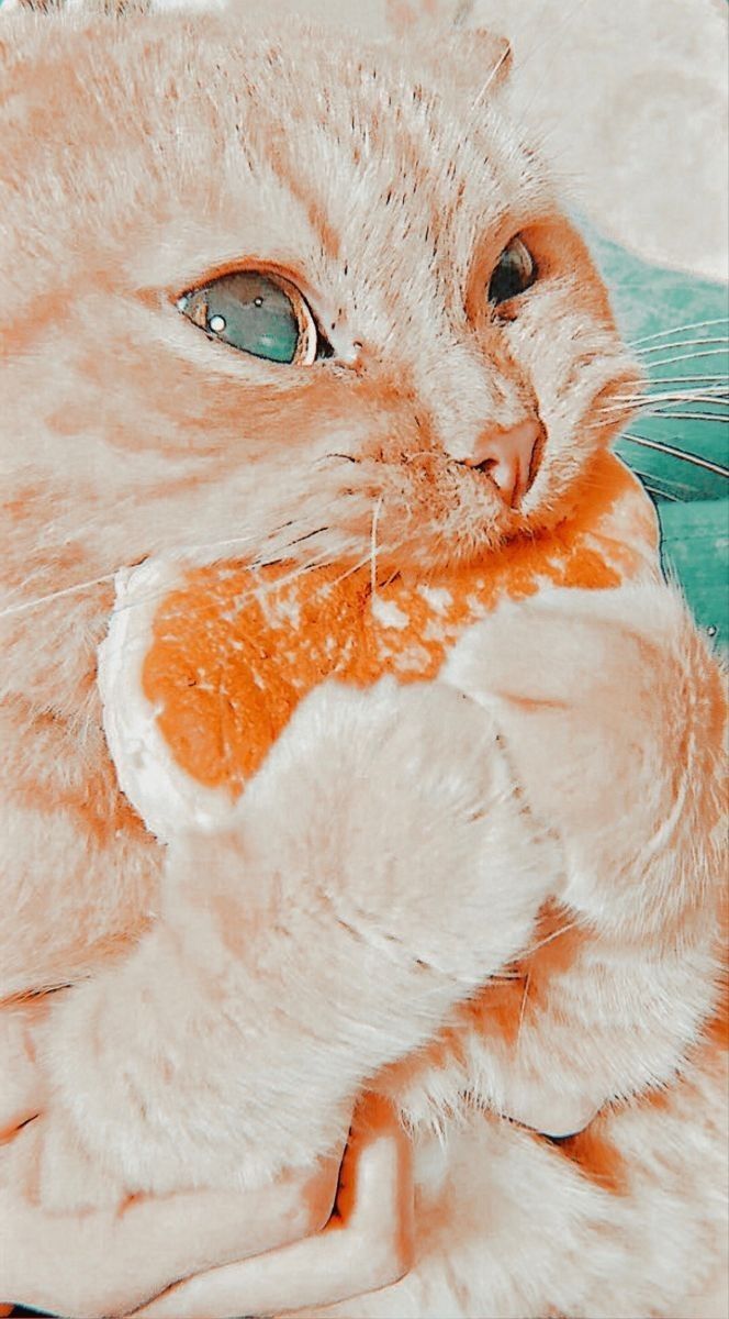 664x1200 Summer Cats Preppy Wallpaper
