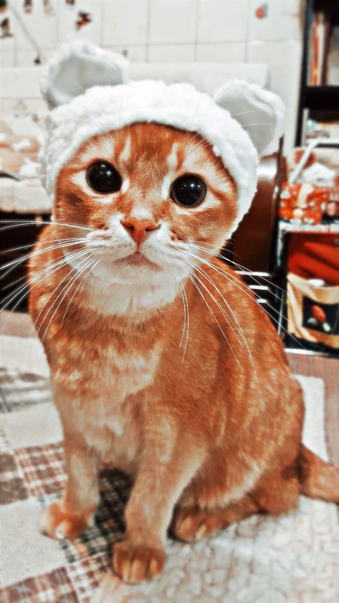 675x1200 Adorable Cat in a Hat
