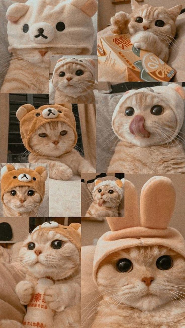 736x1308 Cat Aesthetic Wallpaper Collage. Cats in Love