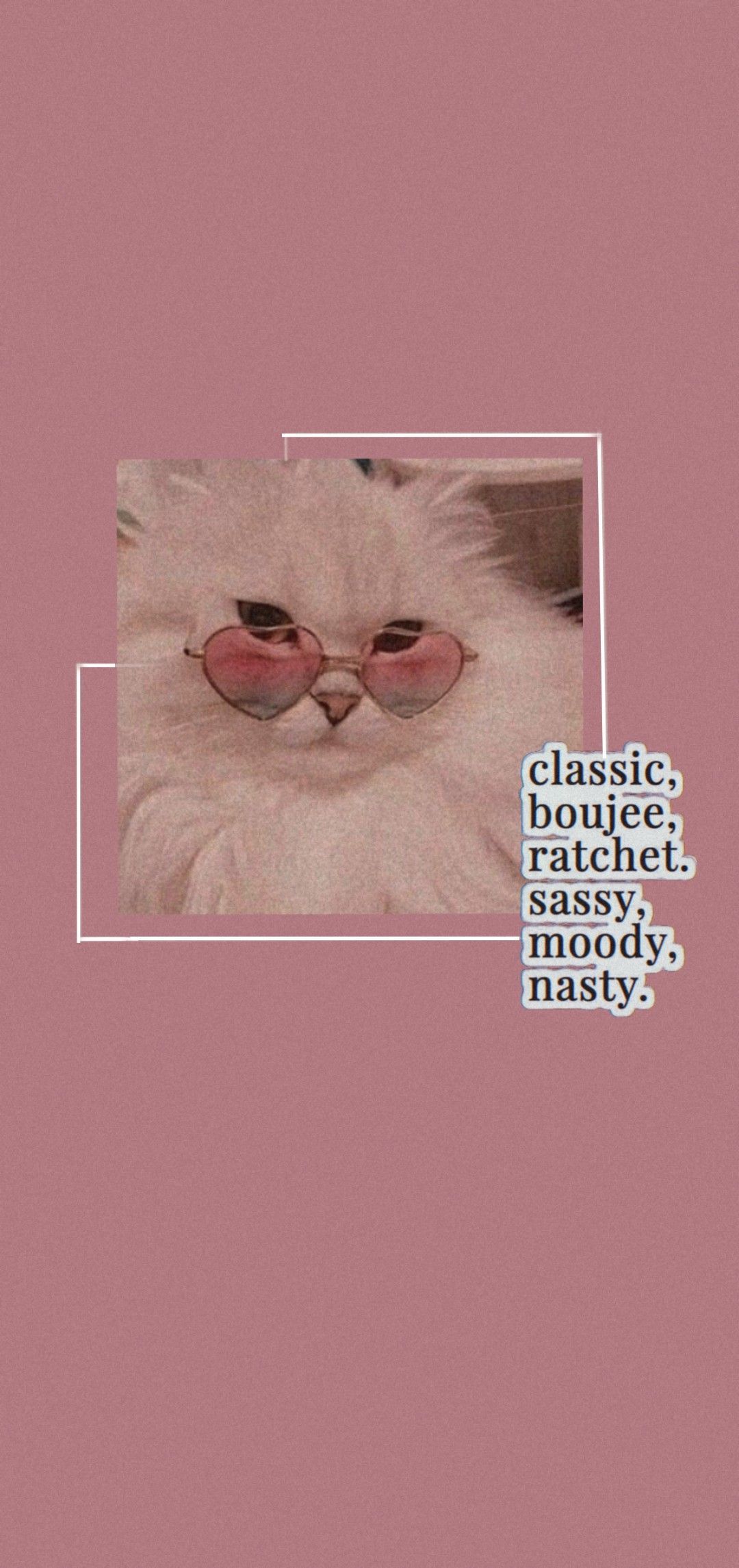 1080x2290 Preppy Cat Wallpaper