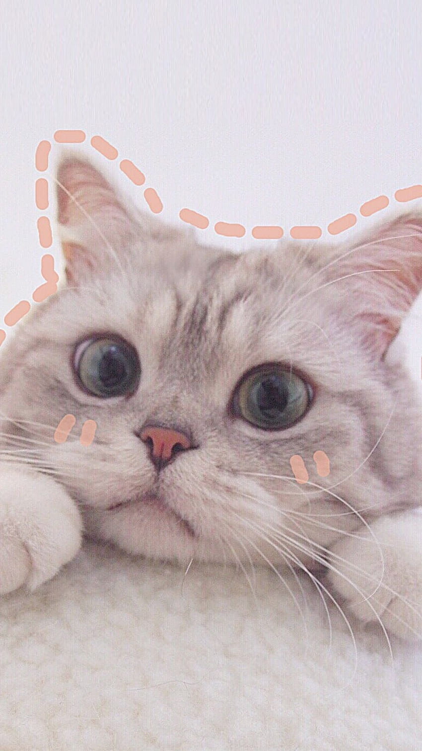 850x1511 Cute Cat Aesthetics cat phone aesthetic HD phone wallpaper