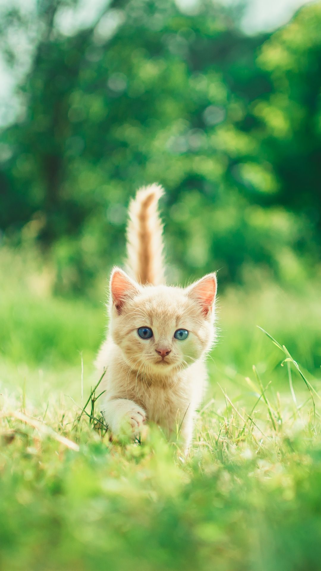 1080x1920 Kitten Wallpaper 4K, Cute, Green Grass, Bokeh
