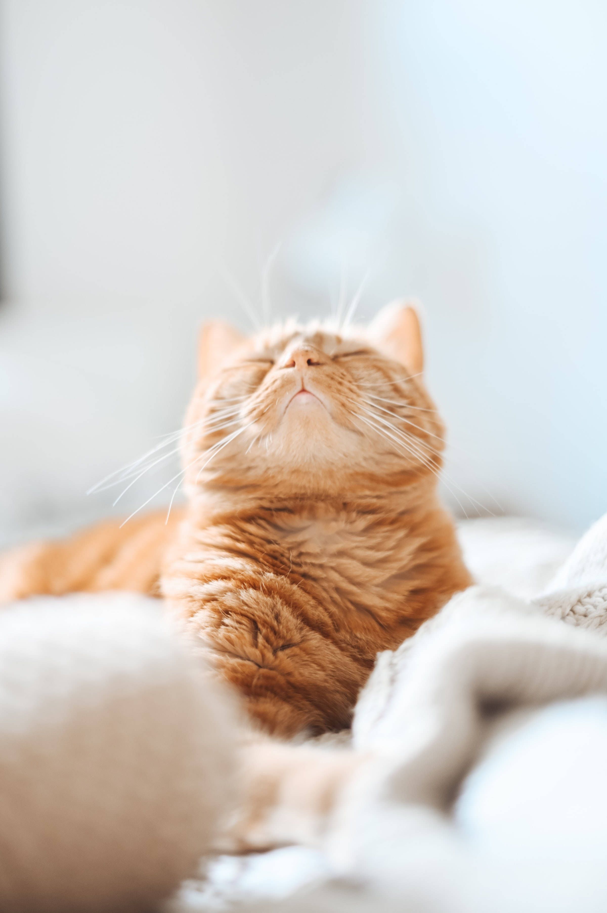 2400x3607 Download Aesthetic Orange Tabby Cat PFP Wallpaper