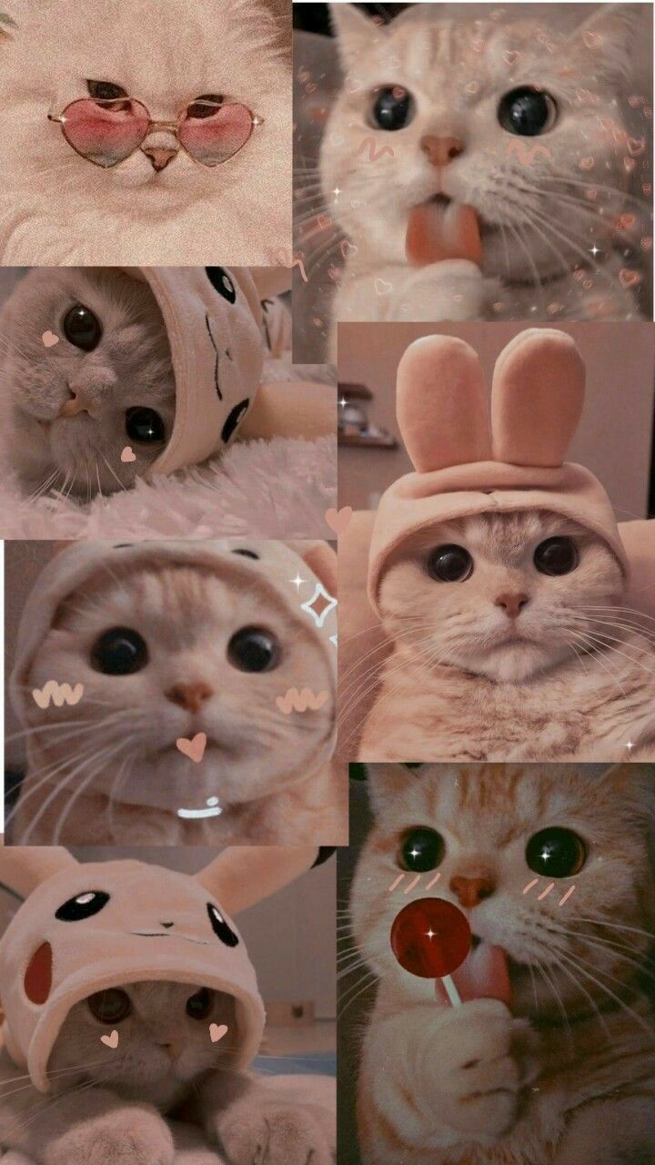 720x1280 Ем .. Gambar kelinci, Anak kucing, Kucing dan anak kucing. Kitten wallpaper, Funny cat wallpaper, iPhone wallpaper cat