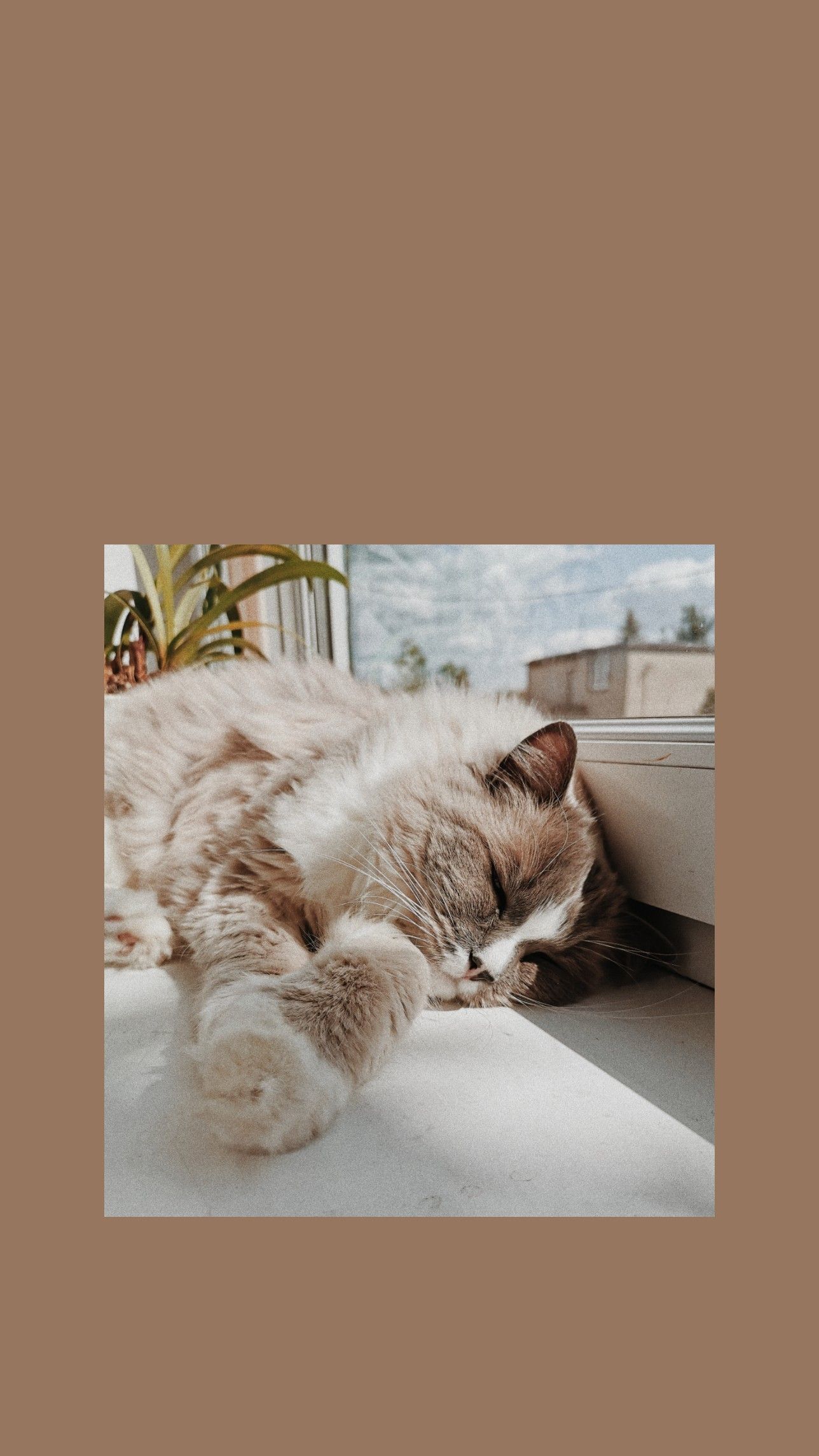 1288x2289 Preppy Cats Wallpaper