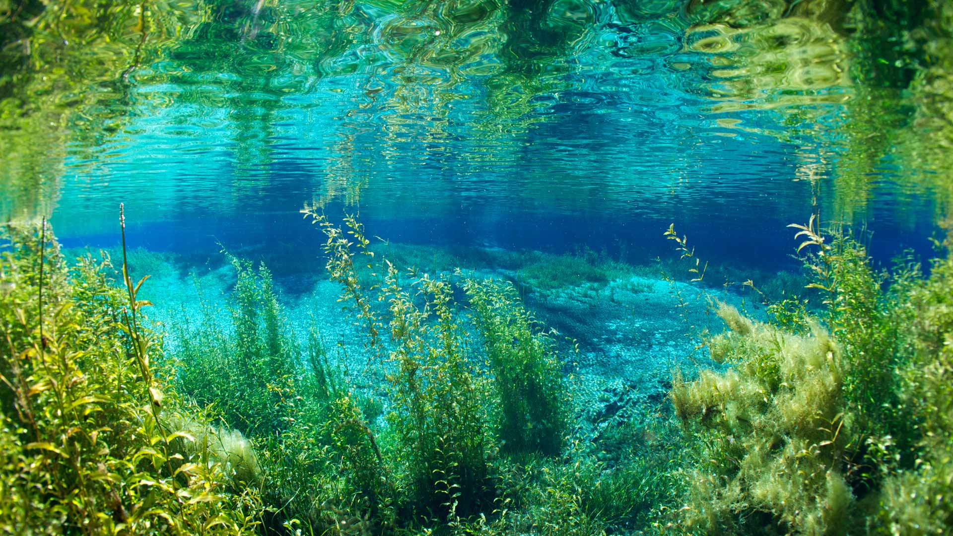 1920x1080 Bing HD Wallpaper Jul 2025: Rainbow River, Rainbow Springs State Park, Florida Wallpaper Gallery