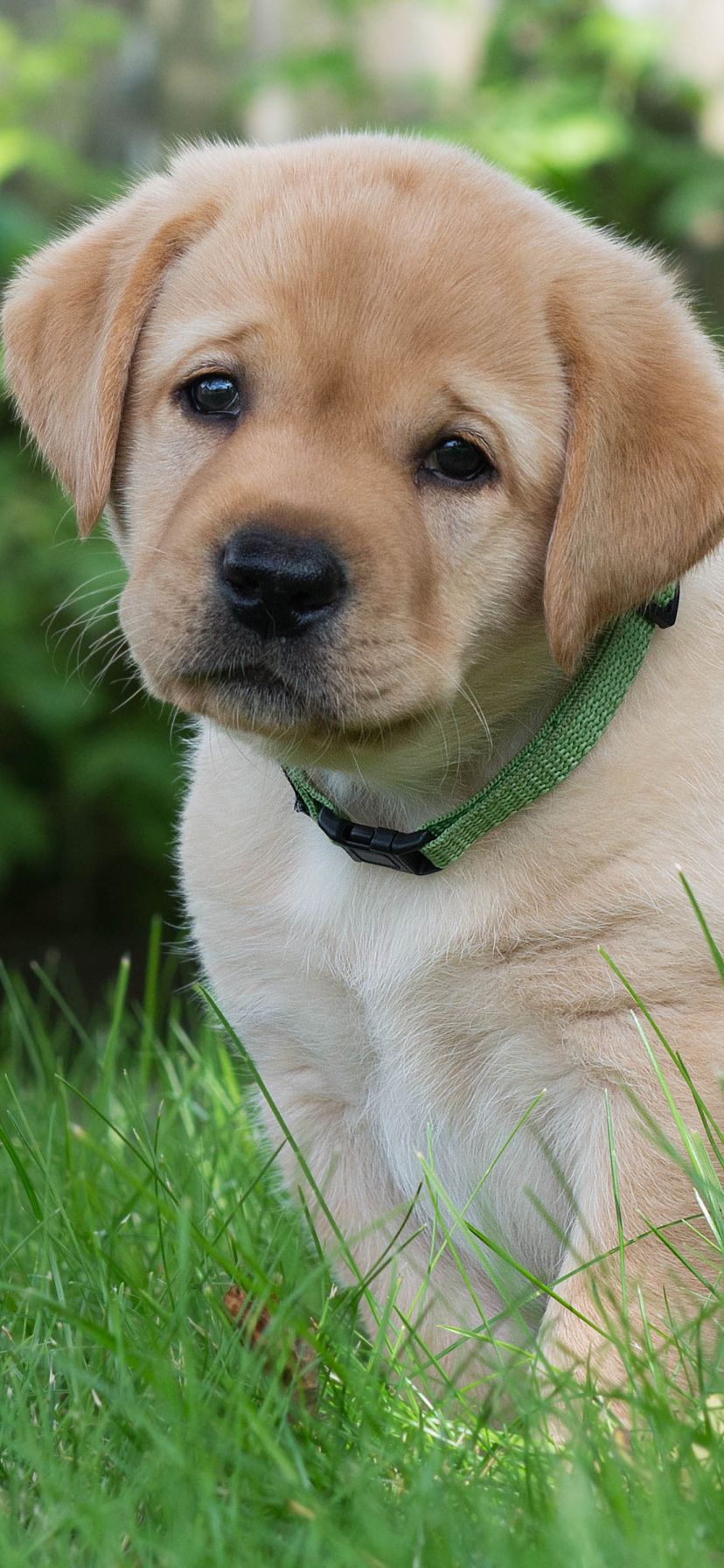 828x1792 Golden Retriever dog mobile wallpaper Mobile Walls