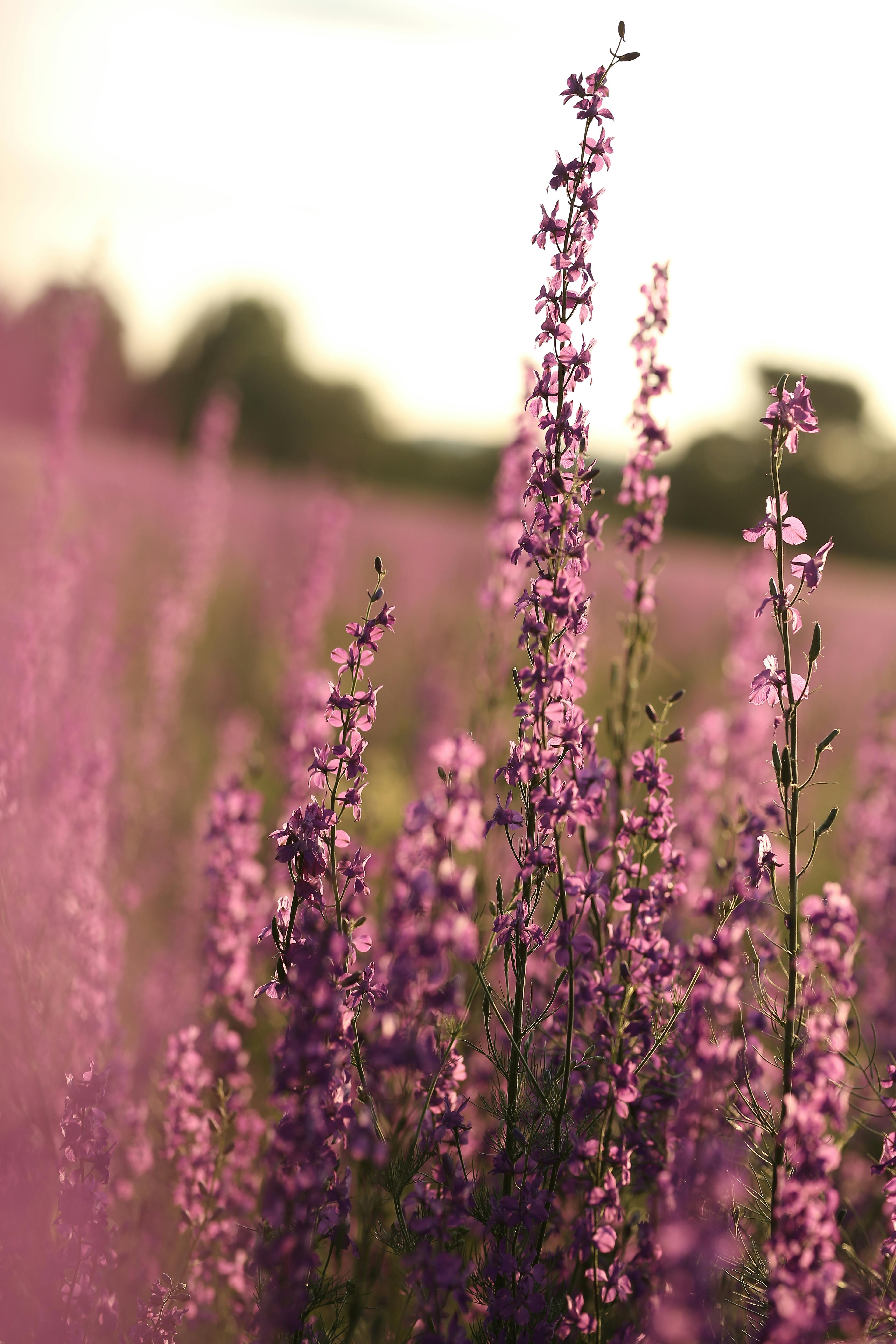 3840x5760 Heather flowers growing in field · Free