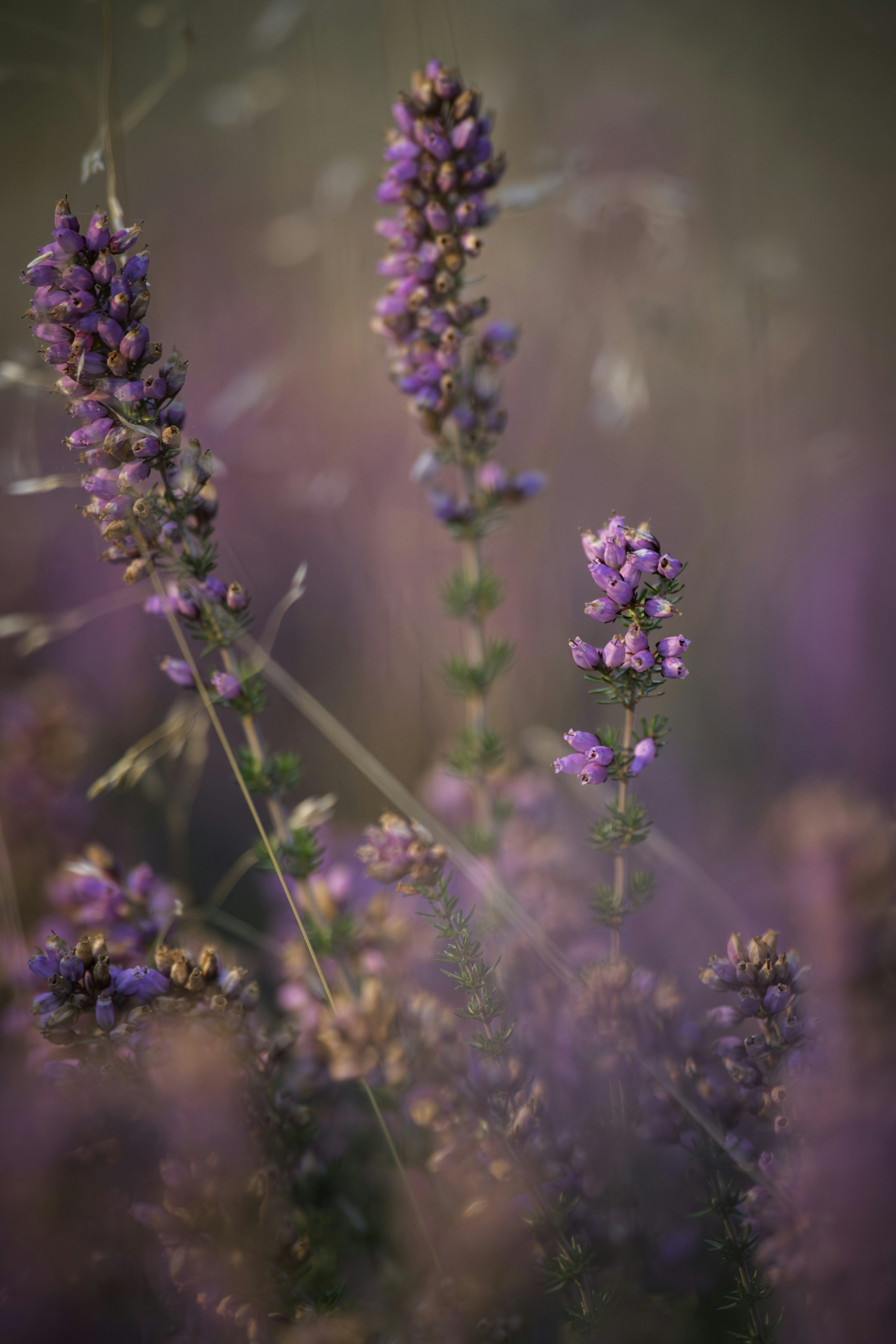 3000x4500 Purple heather flowers in soft focus with bokeh photo