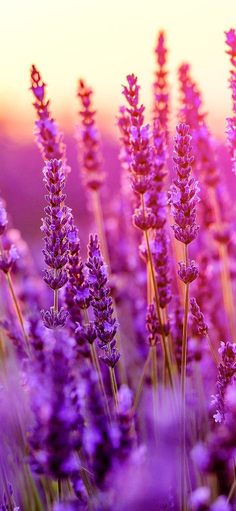 800x1731 HD pink heather wallpaper