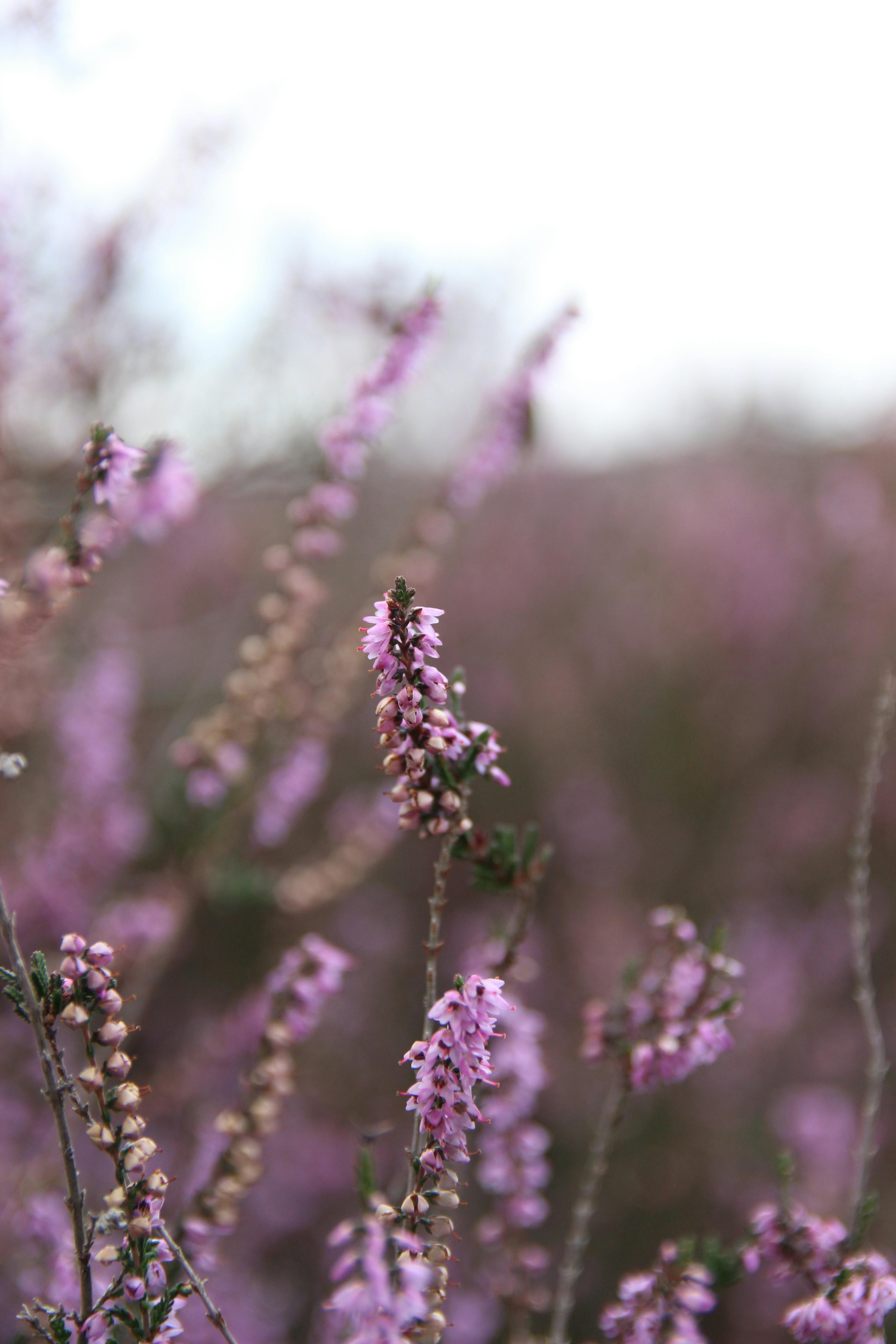 3456x5184 A Close Up Shot Of A Common Heather In Bloom · Free