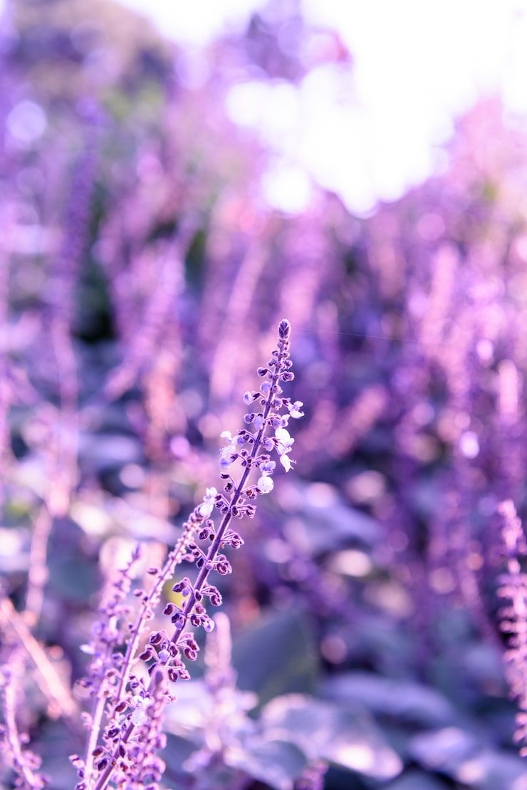 740x1109 Heather flower Image