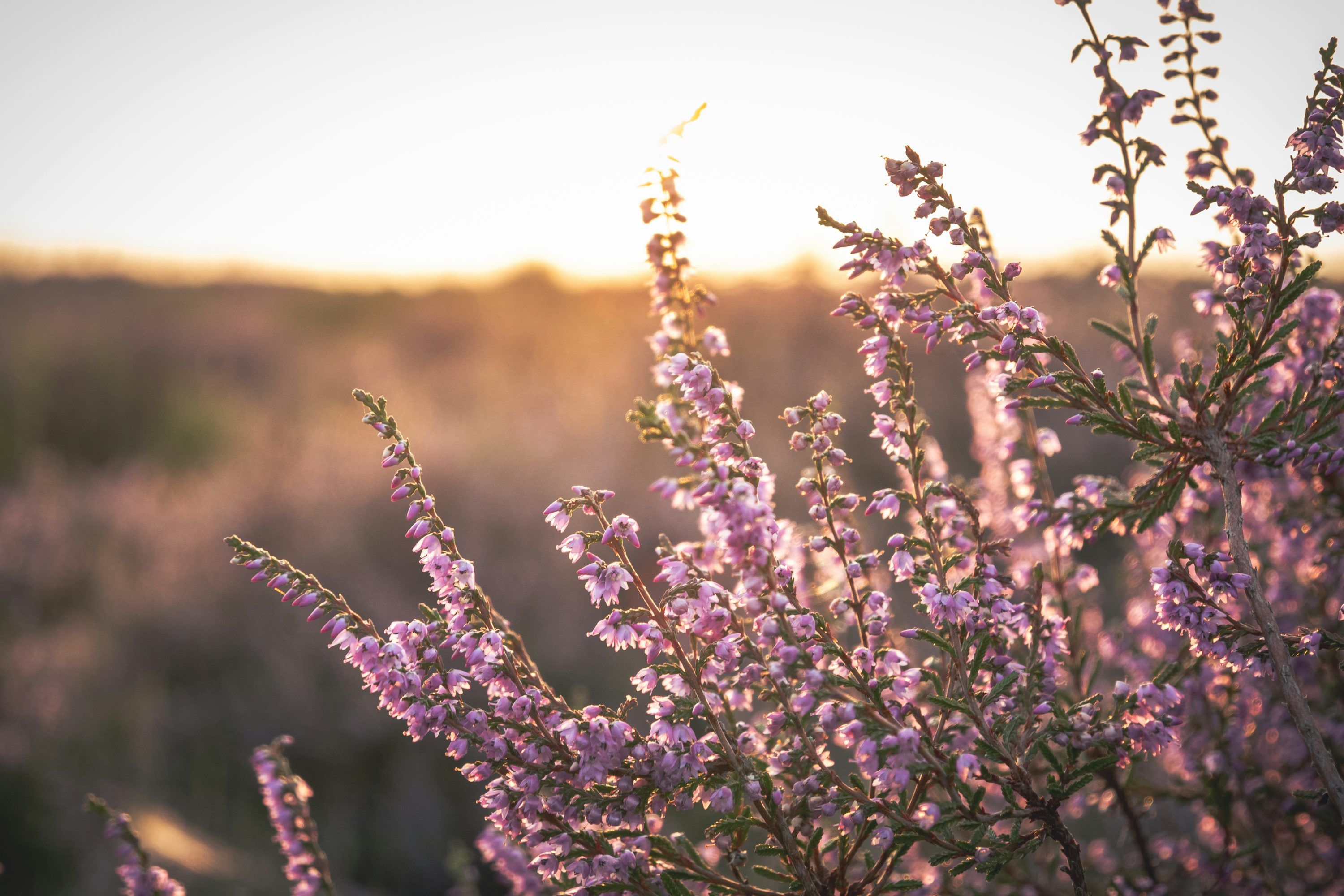 3000x2000 Purple heather flowers in soft sunset light photo