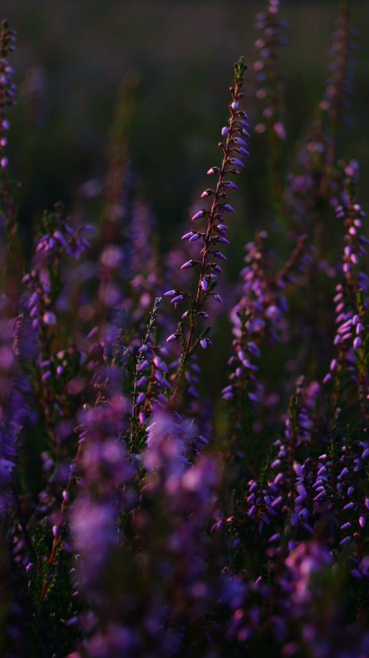 736x1313 Purple Heather Flower Phone Wallpaper
