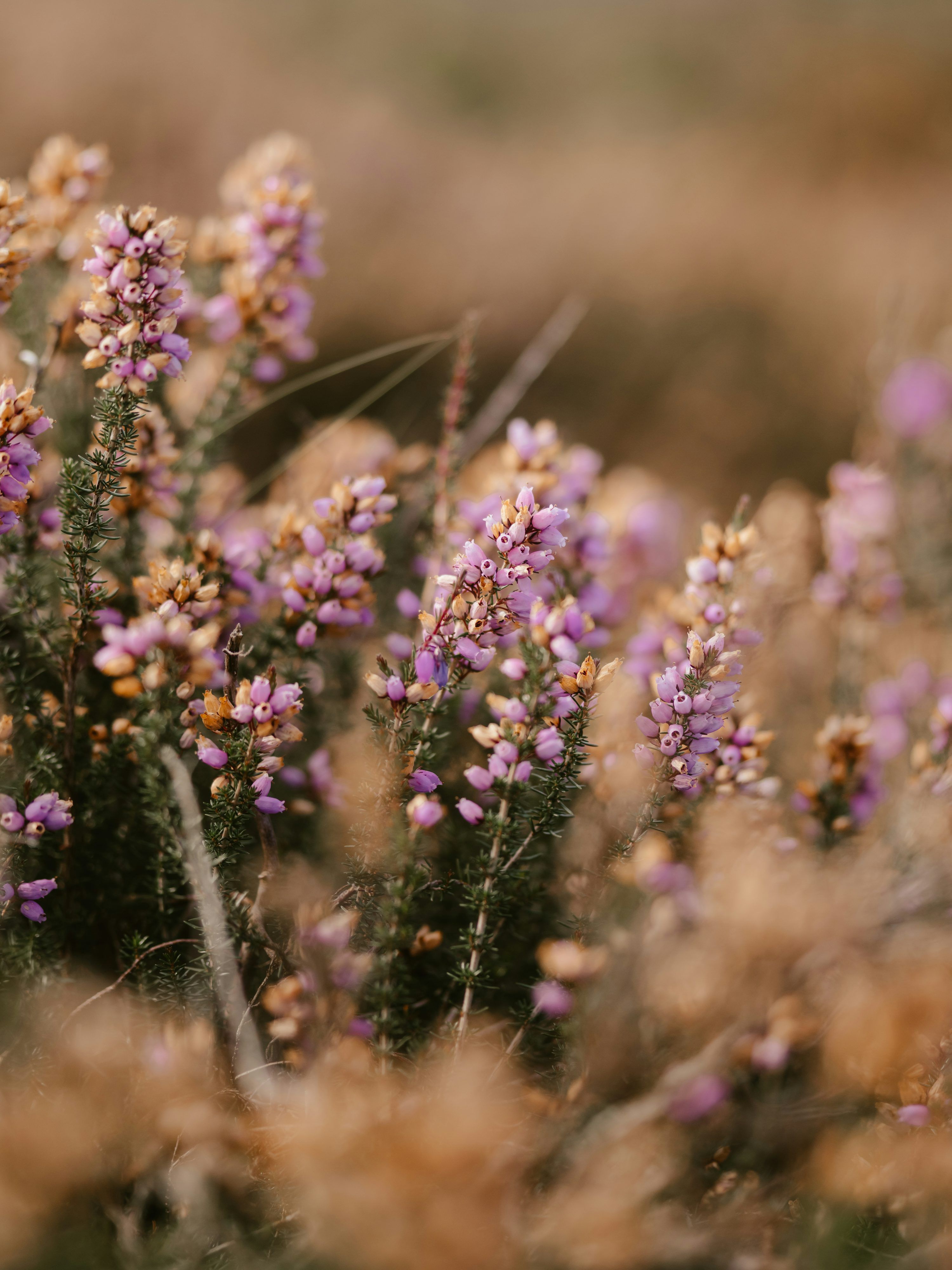 3000x4000 Heather Flower Picture. Download Free Image