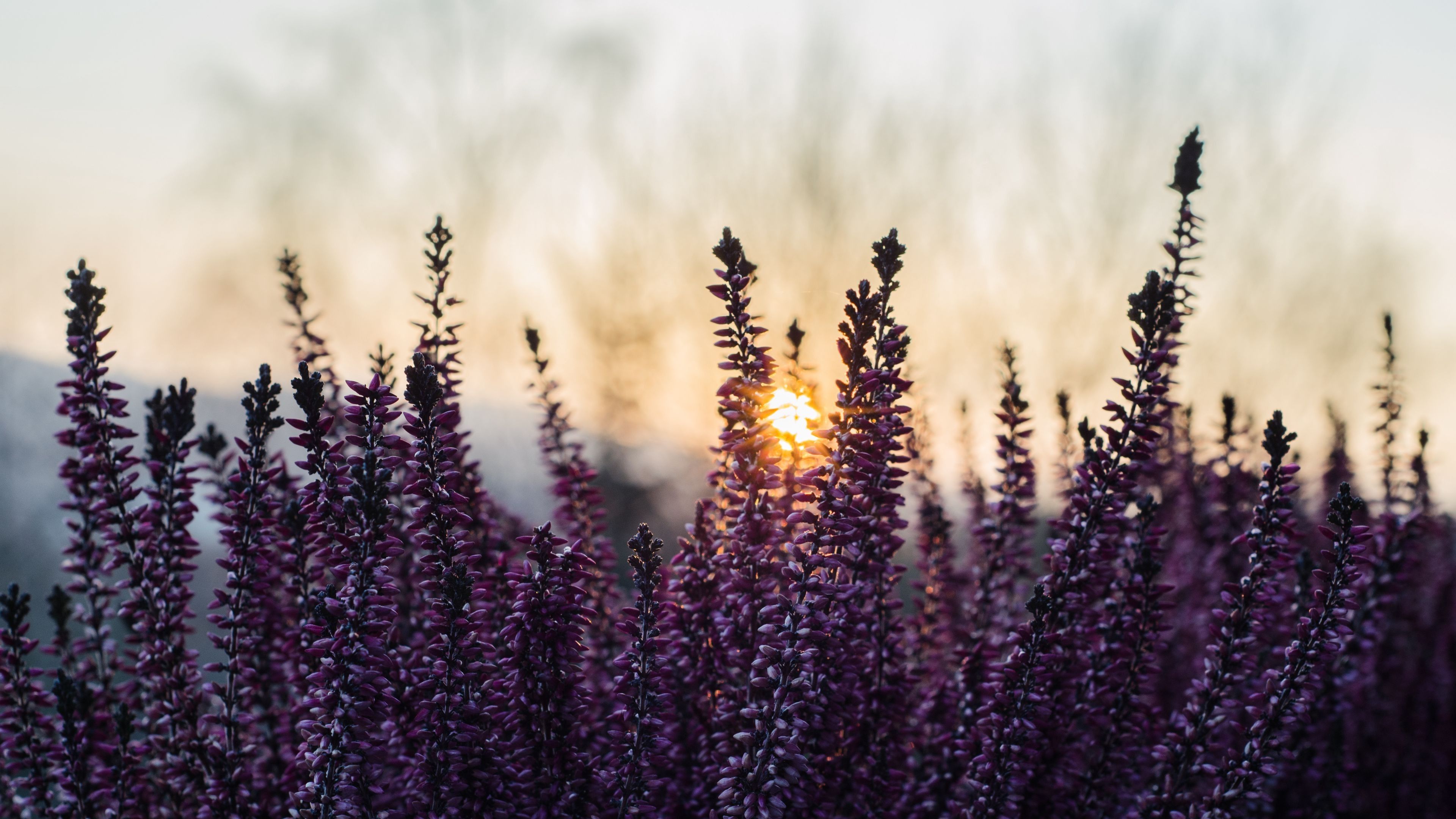 3840x2160 Closeup Beautiful Heather Inflorescences Purple Flowers Sunset Background Blur 4K HD Flowers Wallpaper