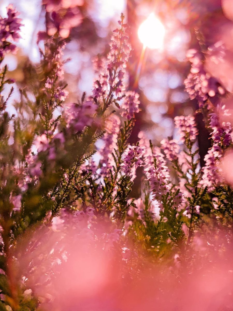 900x1200 Heather Flower Meaning, Magic, and Meaningful Moments