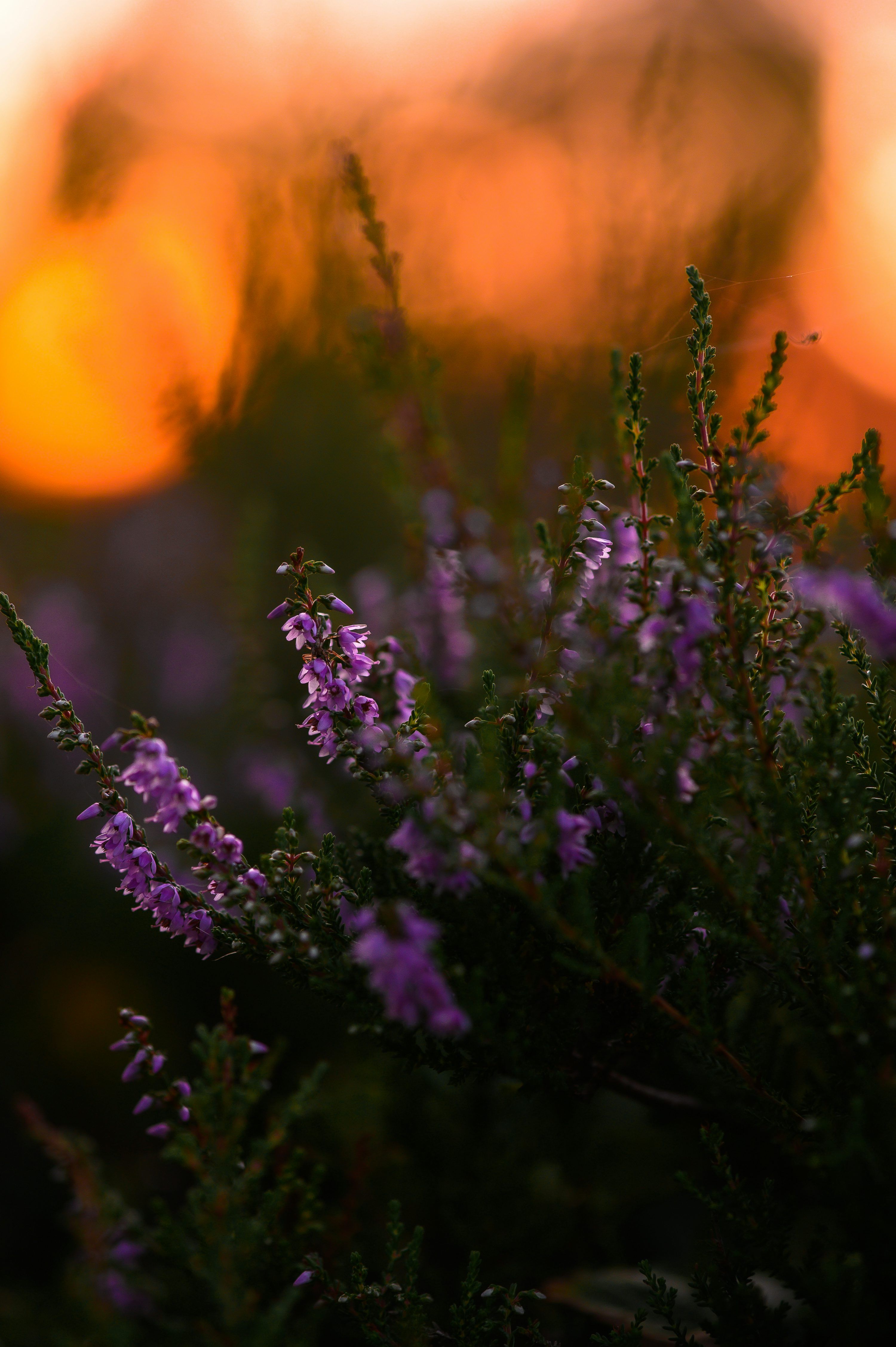 3000x4509 Purple heather flowers at sunset with bokeh effect. photo