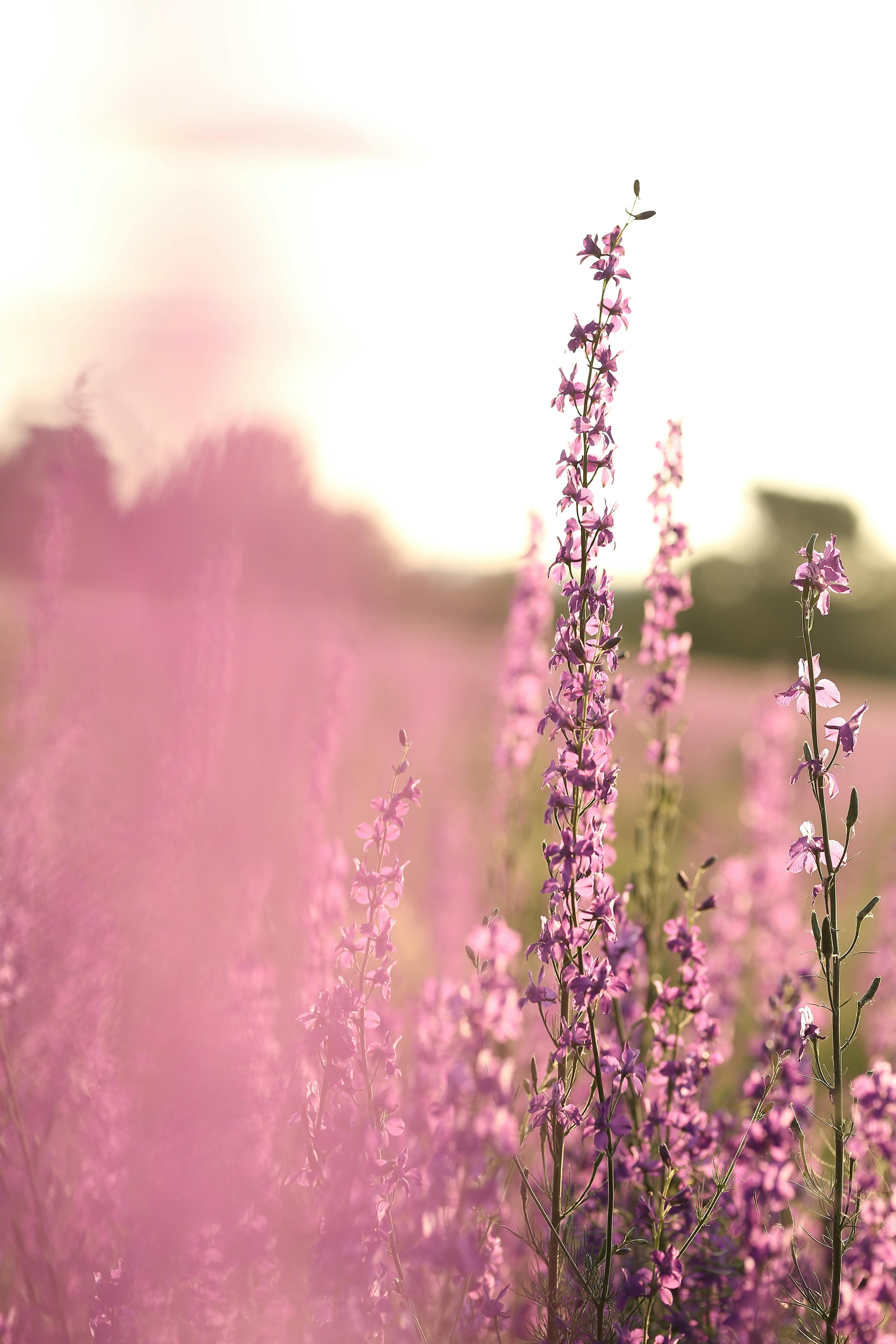 3840x5760 Calluna flowers blooming in field · Free
