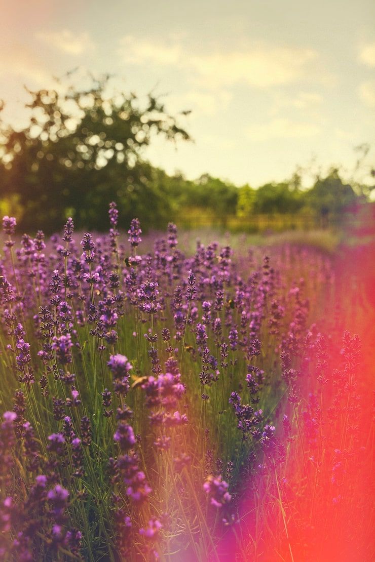 740x1110 Heather background Image
