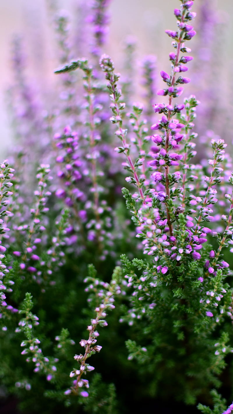800x1422 HD heather green wallpaper