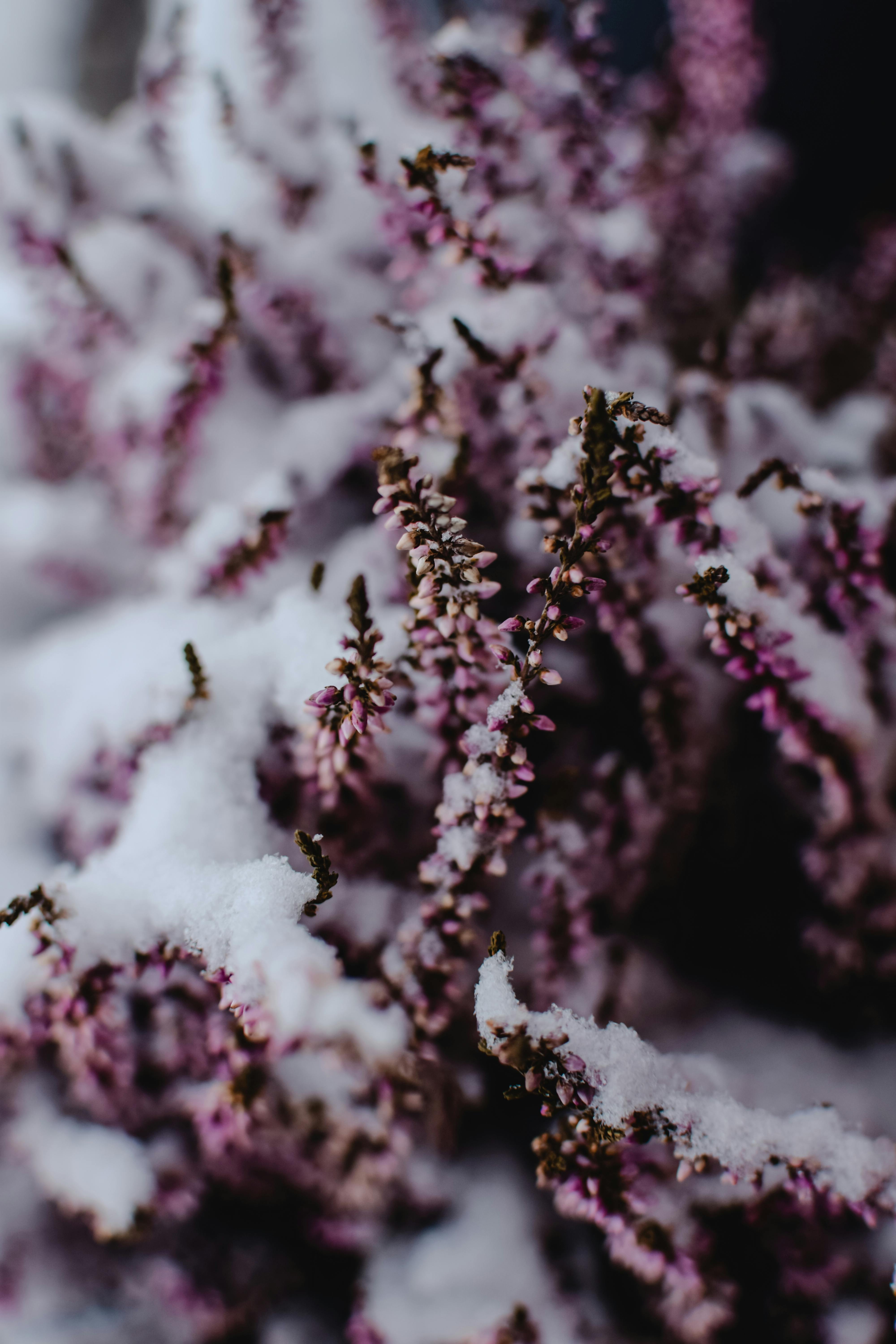 4000x6000 Heather Flower Photo, Download The BEST Free Heather Flower & HD Image