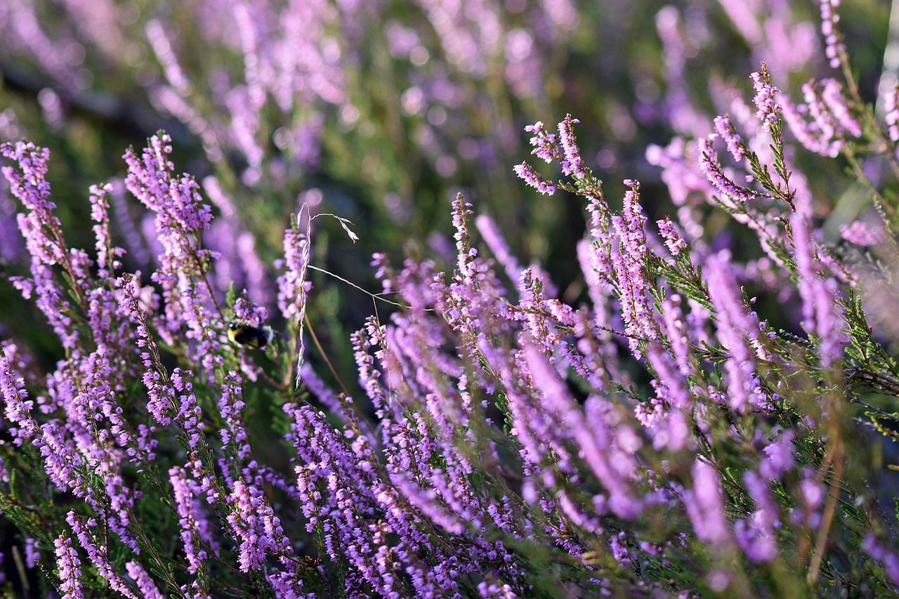 1280x853 Free Eriche & Heather Image