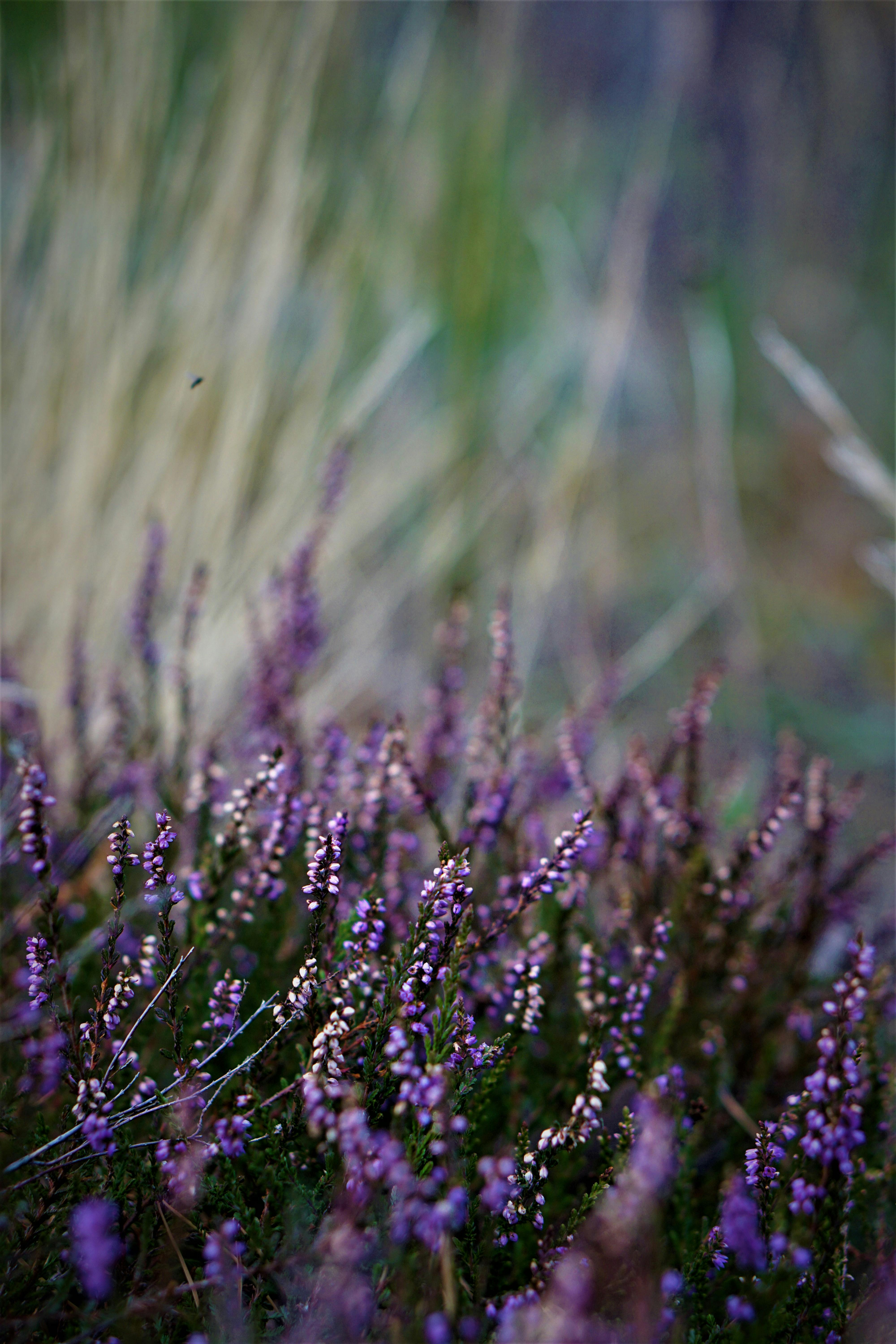 4000x6000 Close Up Photograph Of Heather Flowers · Free