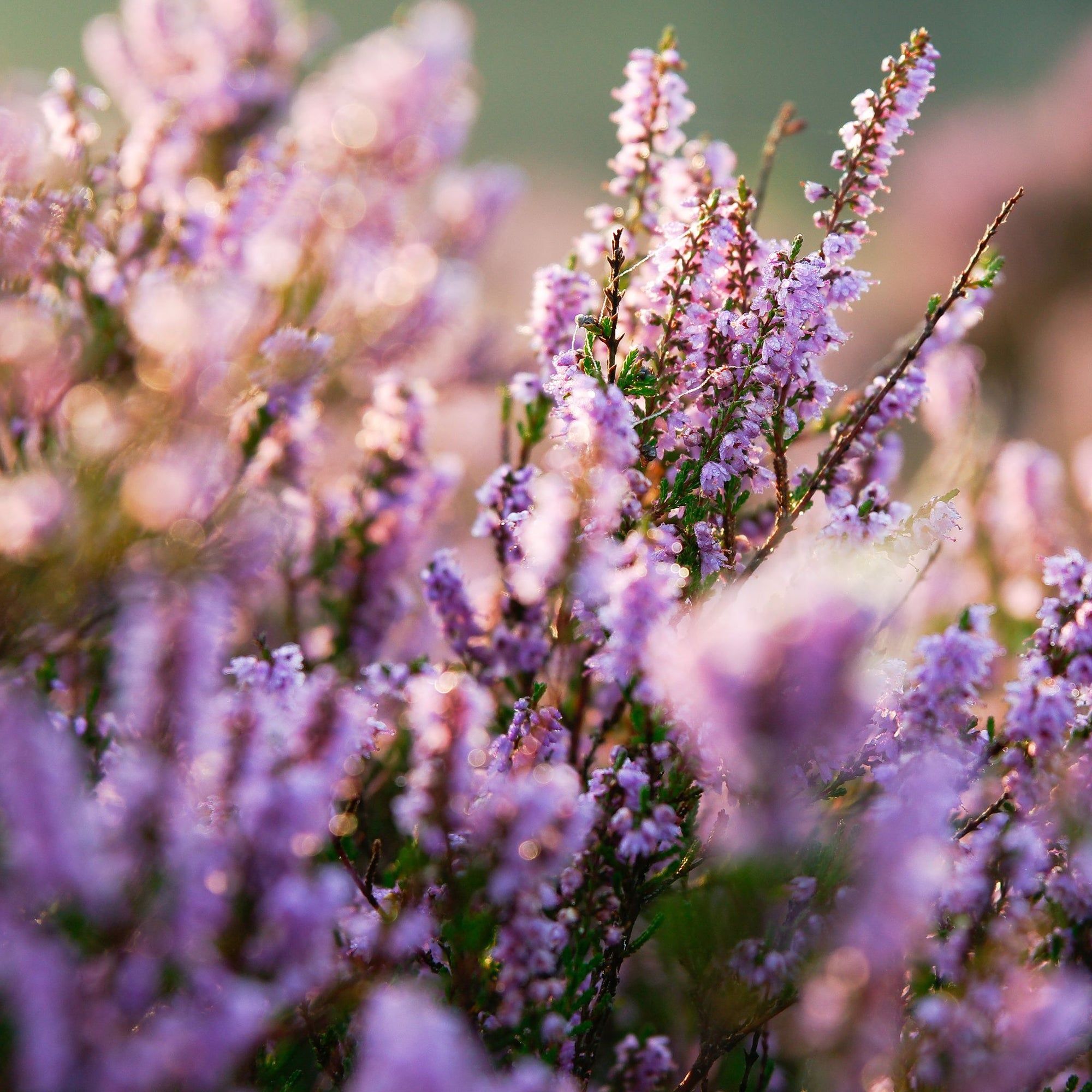 2000x2000 Heather Plants. Calluna Heather. Heather Flower Click Plants