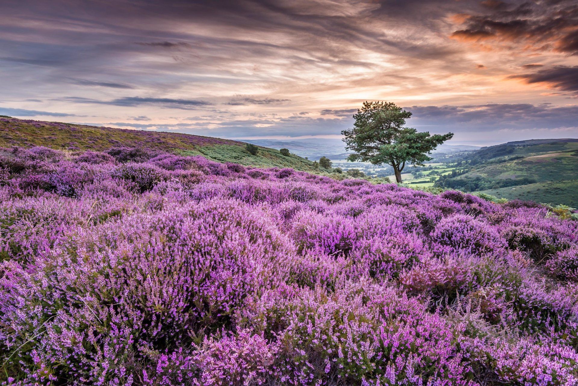 1920x1282 Purple Summer Blooms